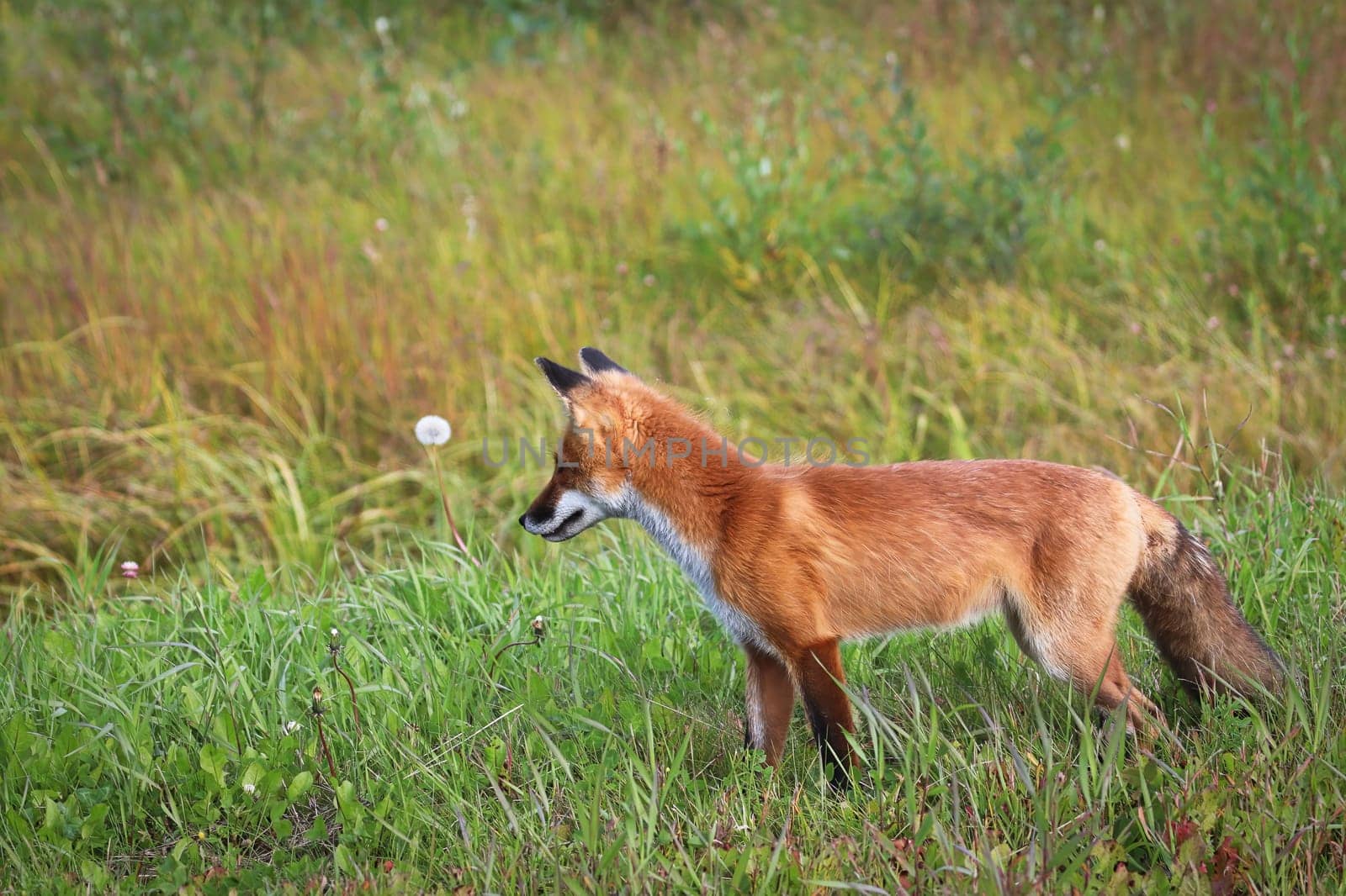 Closeup of a red fox hunting in grass.