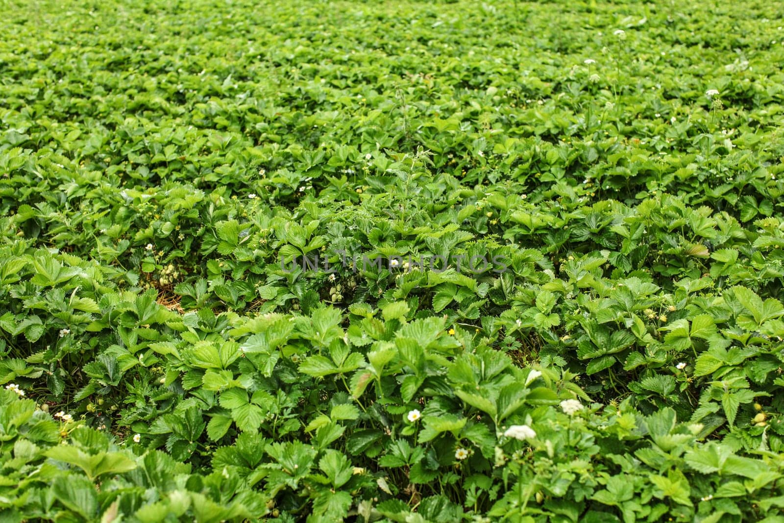 Shallow depth of field photo - strawaberry fields, with unripe fruits and flowers
