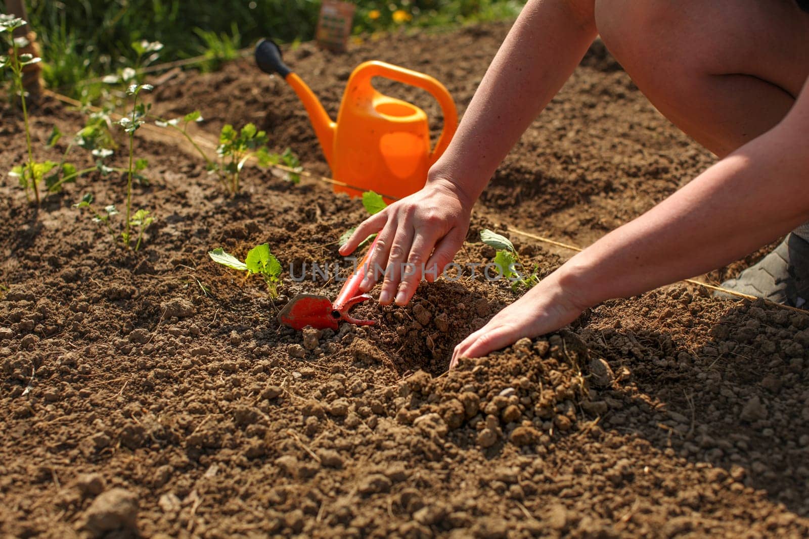 Young woman hands planting seedling into ground little hole with small grub hoe and orange sprinkling can in background.