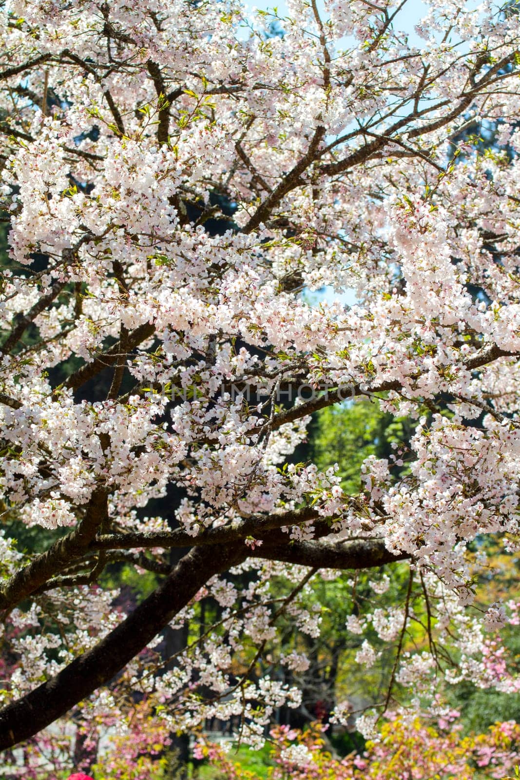 The Alishan cherry blossoms, Chiayi, Taiwan