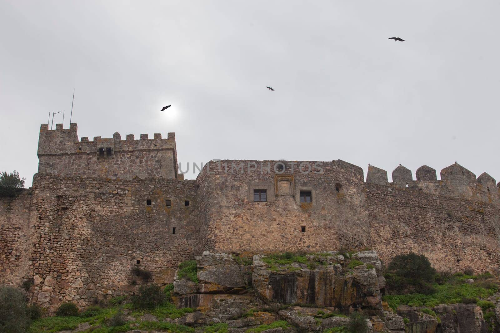 Griffon vultures flying over Luna Castle on winter season. Alburquerque, Extremadura, Spain
