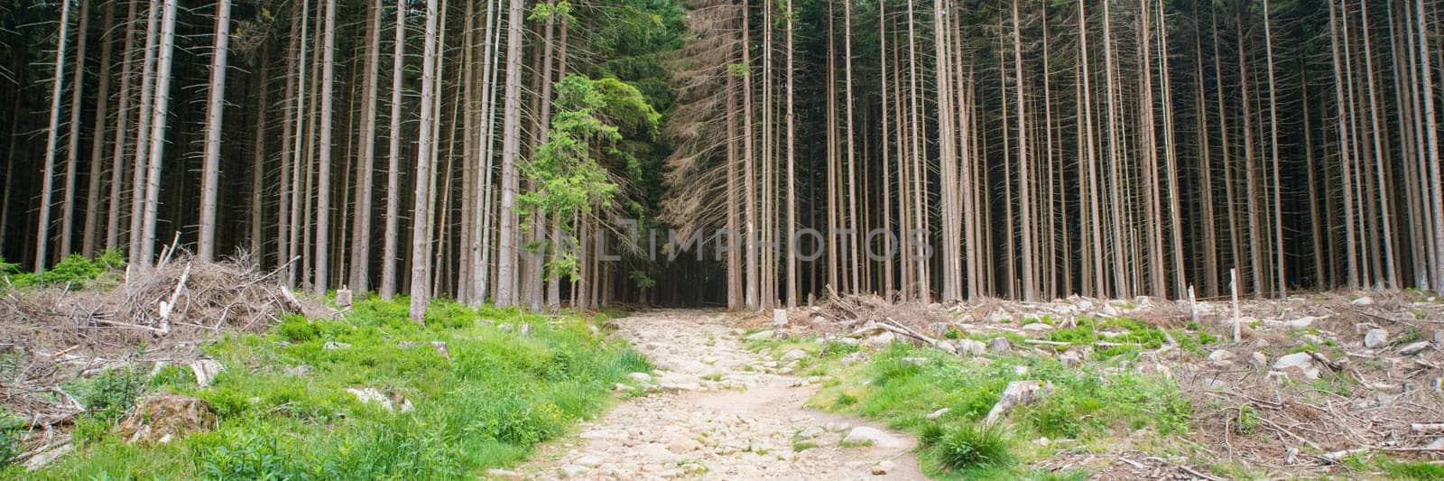Forest in the Harz in Germany, bork beetle has damaged the trees, environmental issues, climate change, panorama