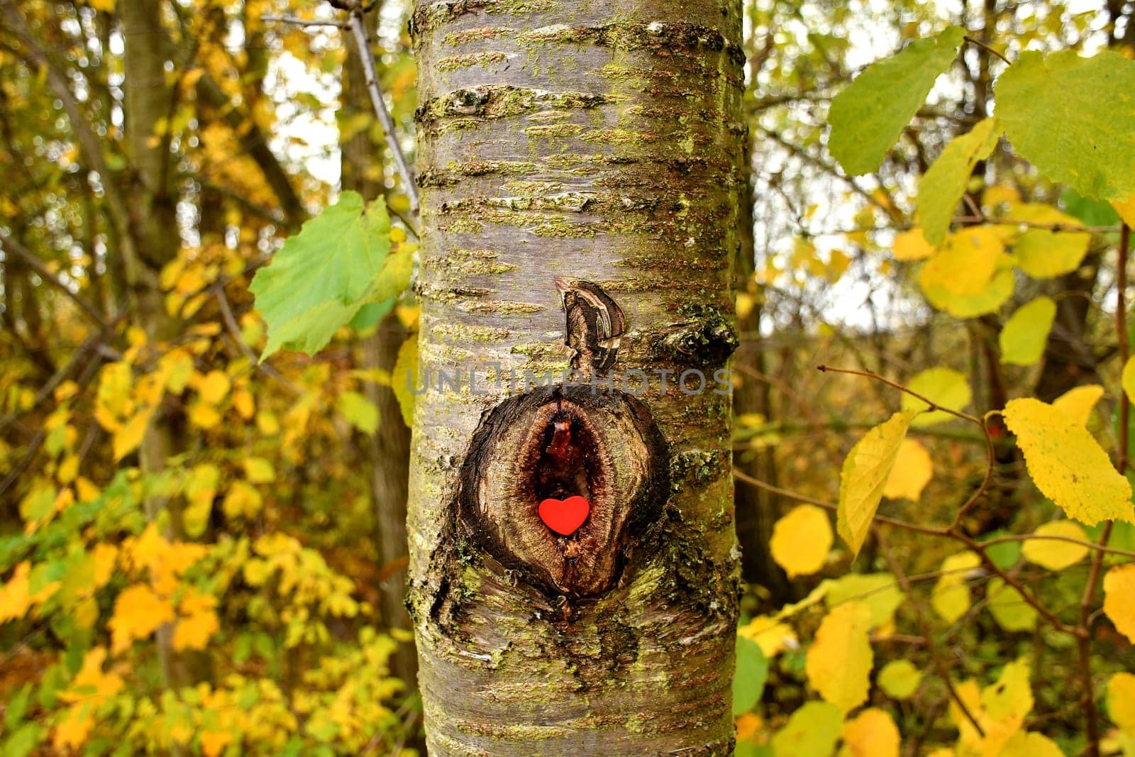 Heart in a knothole of a tree with autumnal colored leaves
