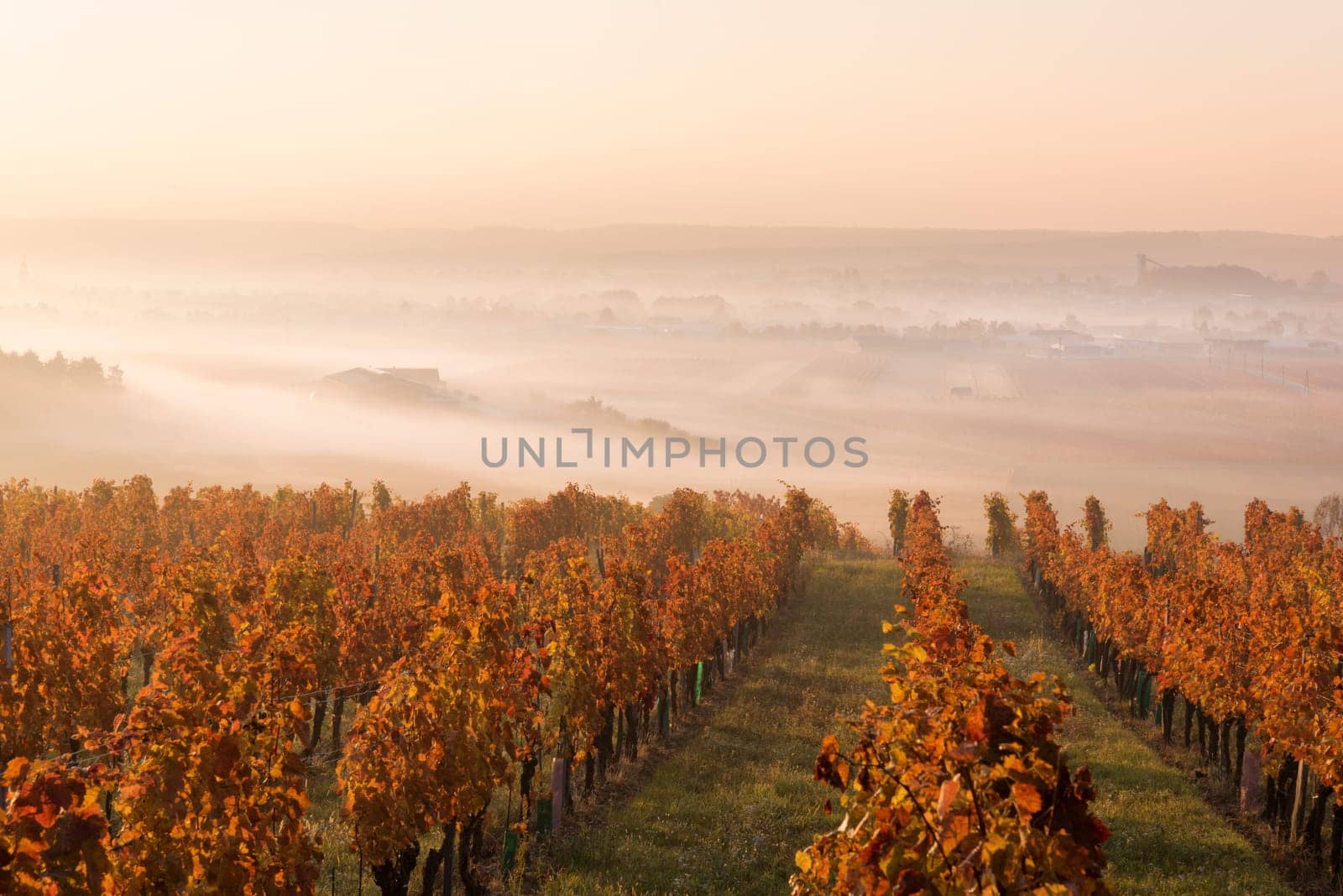 Fog in a landscape in Burgenland with vineyard