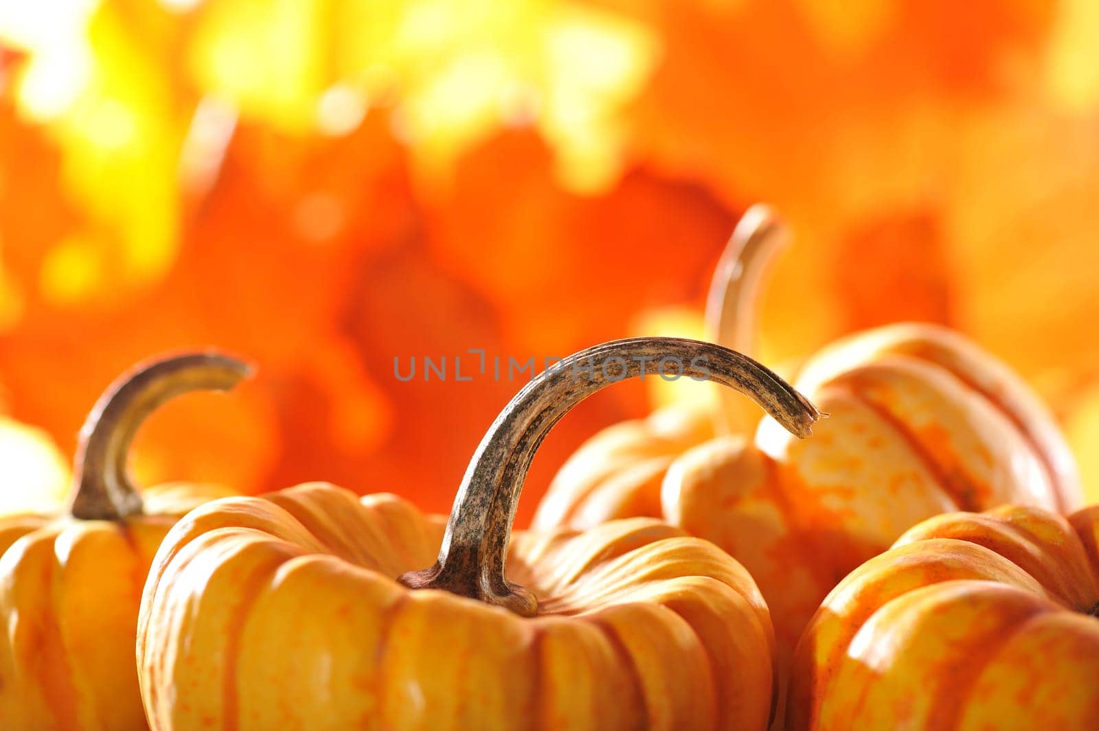 Pumpkins in front of bright orange oak leaves