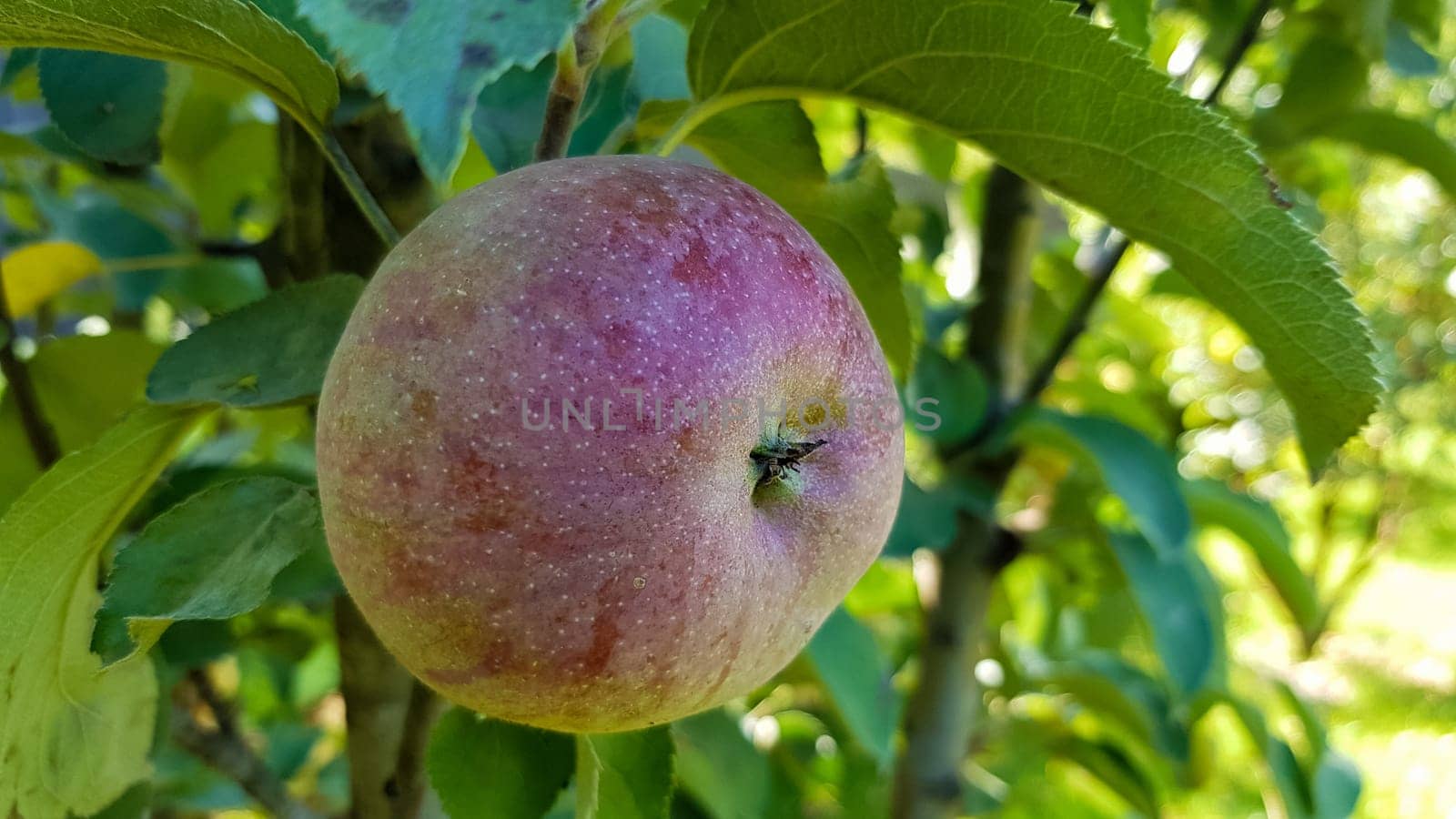 One whole red apple with green leaves hanging on a tree branch in the garden on a sunny spring day. Harvesting a ripe fruit seasonal harvest