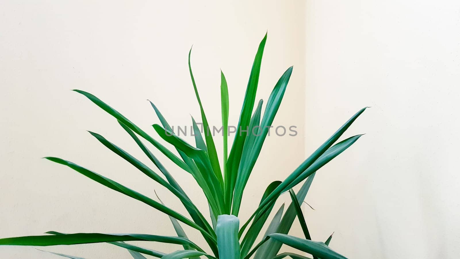 A large green plant in a pot in the sun near a beige wall