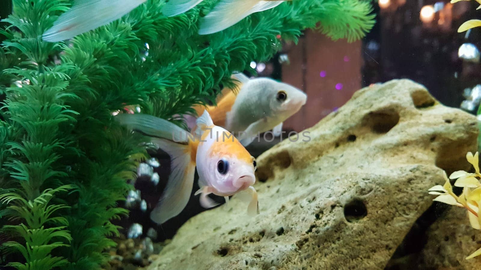 Goldfish in freshwater aquarium with green beautiful planted tropical