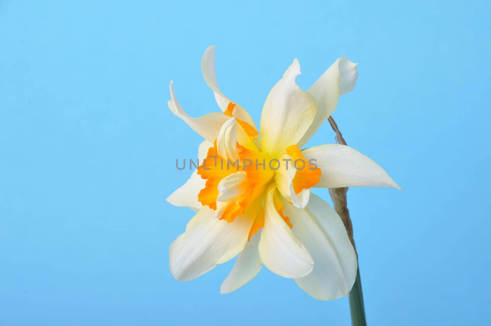 Yellow and white daffodils on blue background