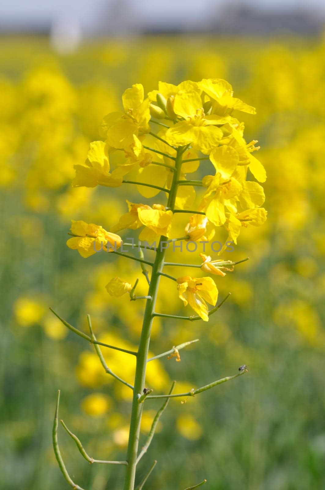 A rape field in Brittany