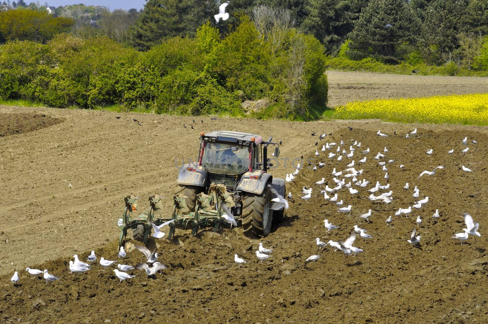 Plow tractor surrounded by seagulls