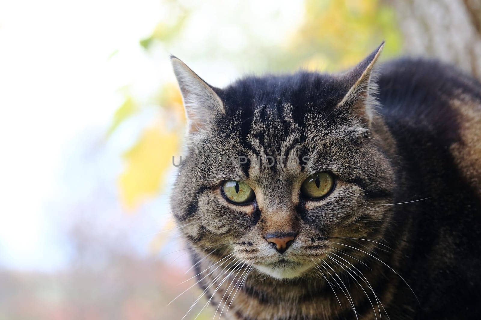 A small fat cat looks angrily at the camera