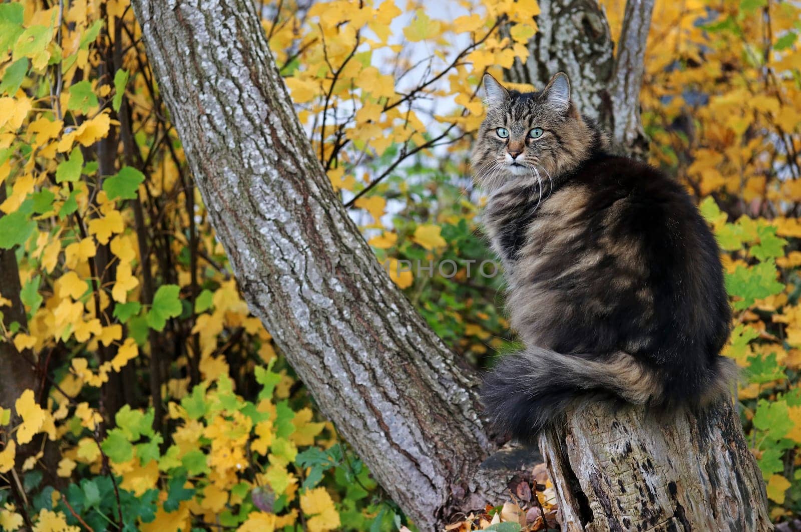 A Norwegian Forest Cat sitting on a tree trunk in autumn