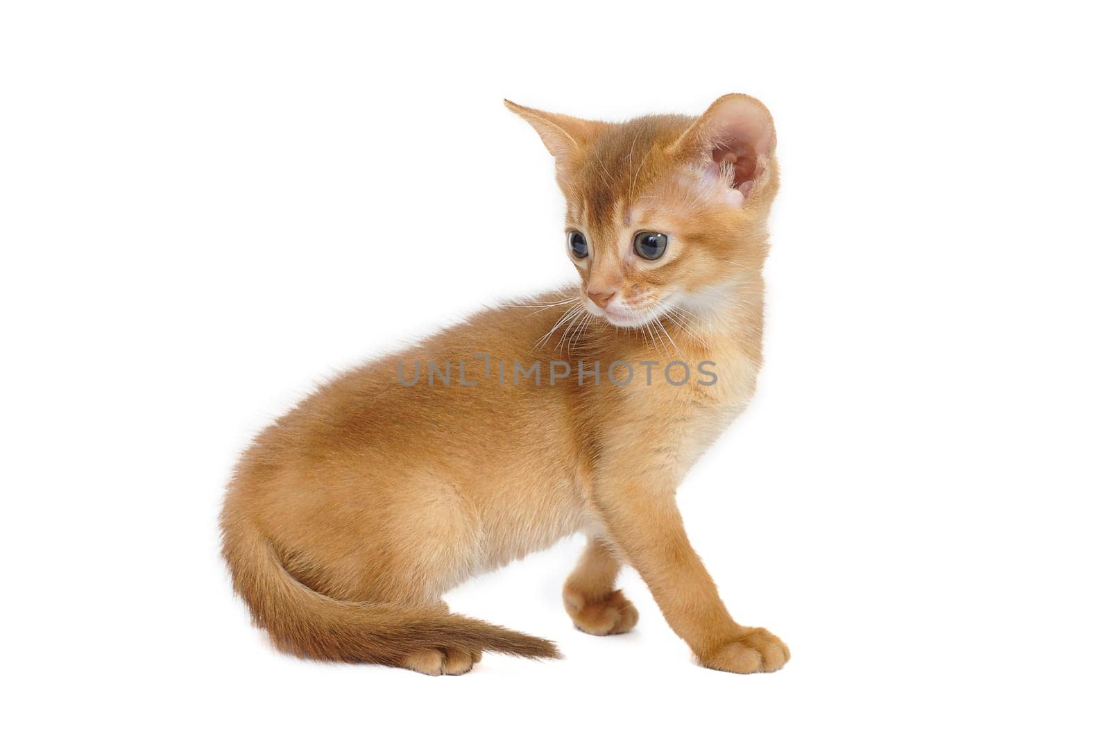 ginger striped purebred cat sitting on white isolated background. High quality photo