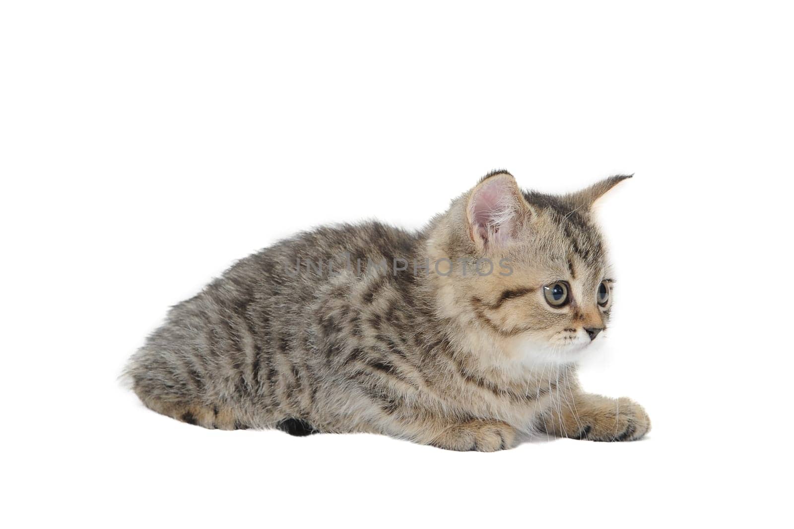 Tabby purebred kitten sits on a white isolated background. High quality photo