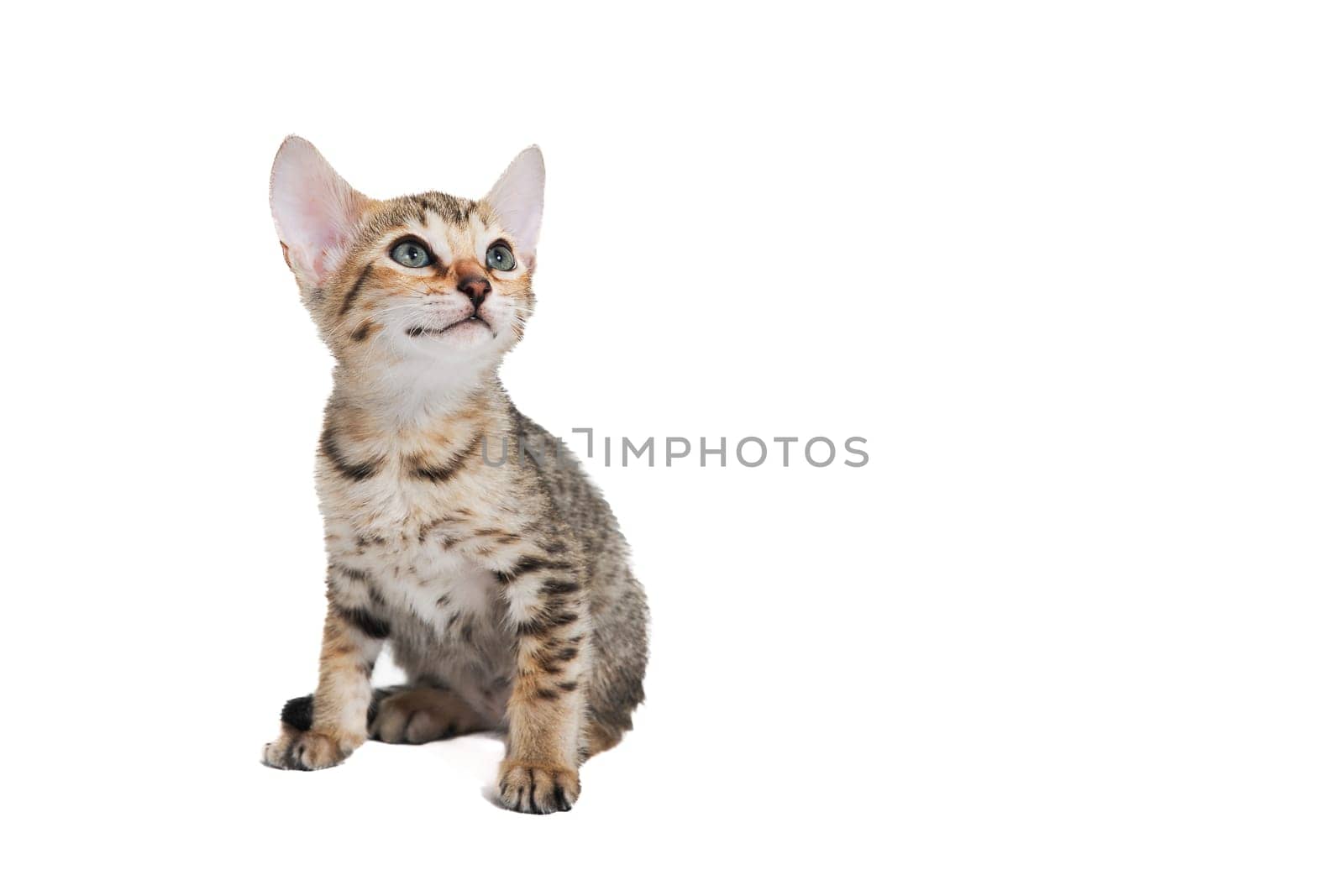Tabby purebred kitten sits on a white isolated background. High quality photo