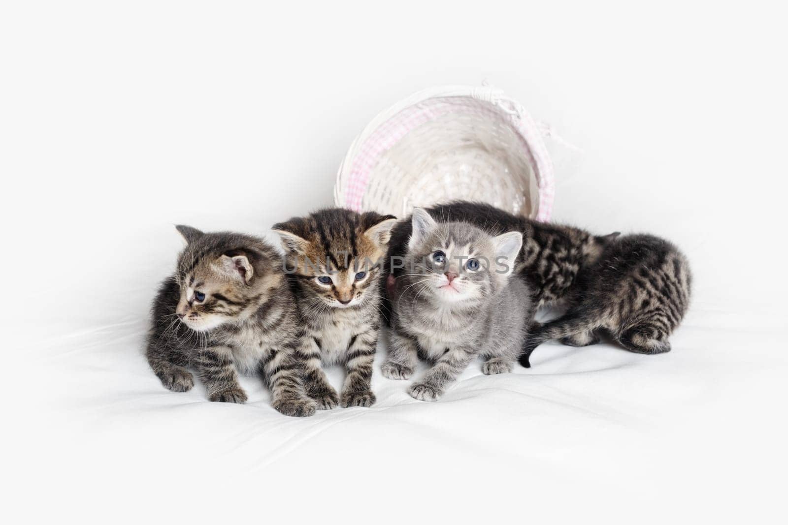 Group of cute tabby kittens on white cloth background.