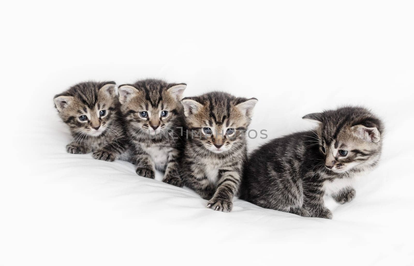 Four cute tabby kittens on white cloth background.