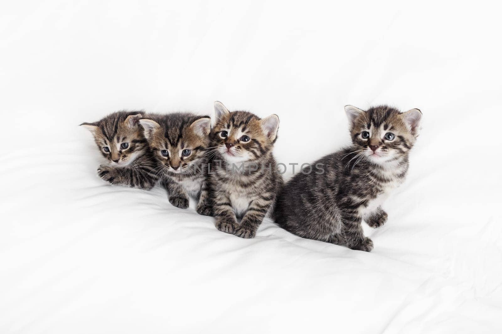 Four little tabby kittens on white cloth background.
