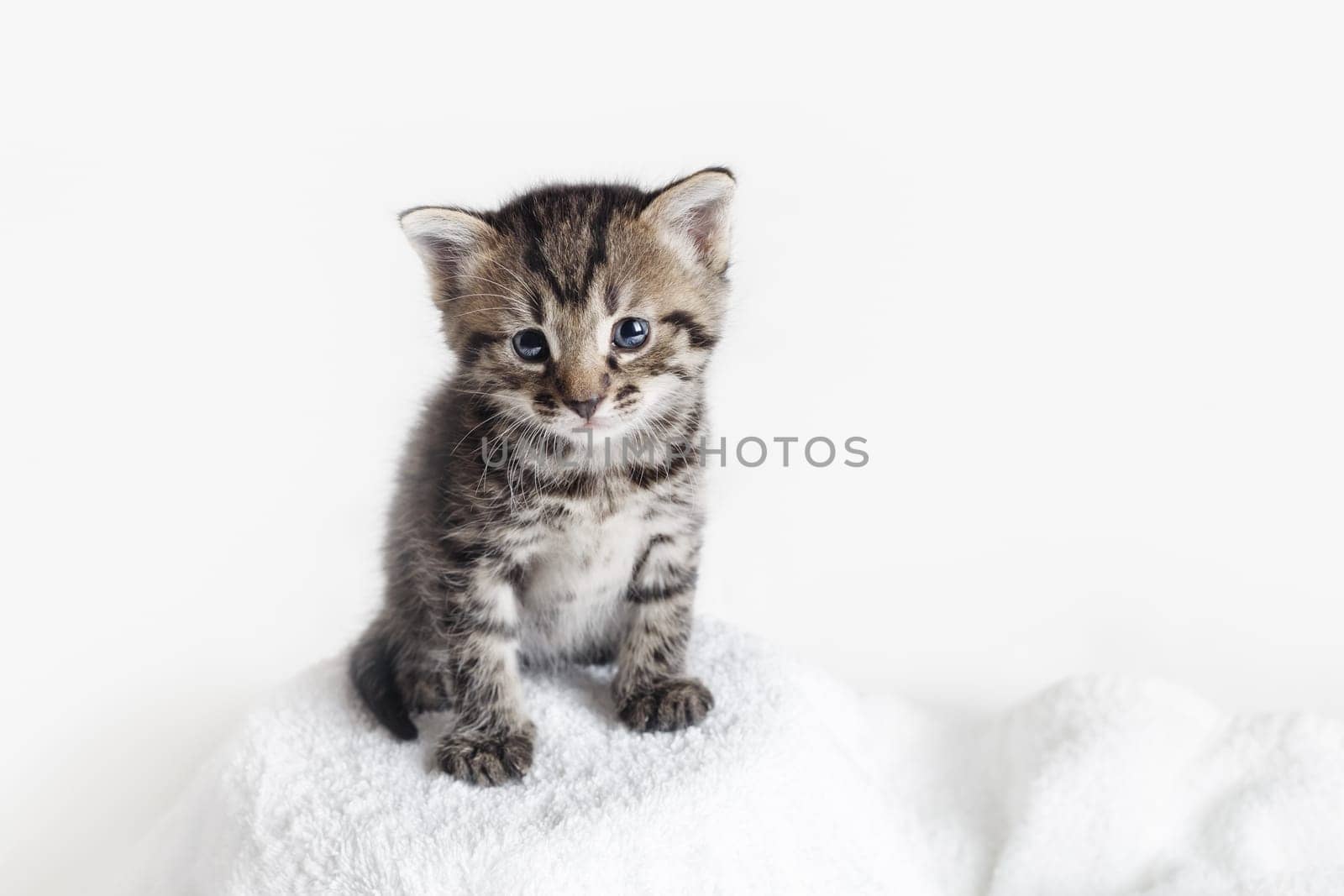 Small tabby kitten on white towel background.