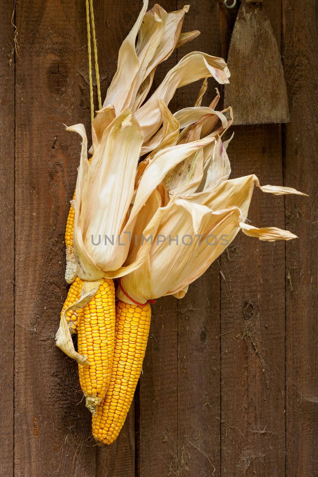 Ripe dried corn cobs hanging on wood background