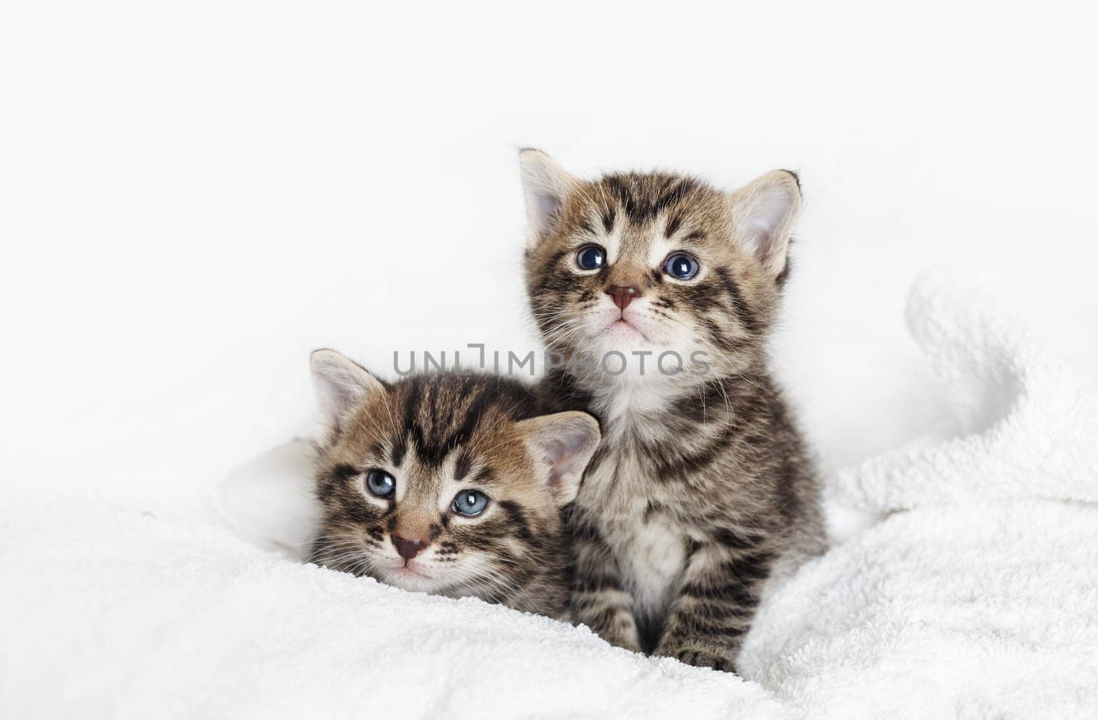 Two cute tabby kittens on white towel background.