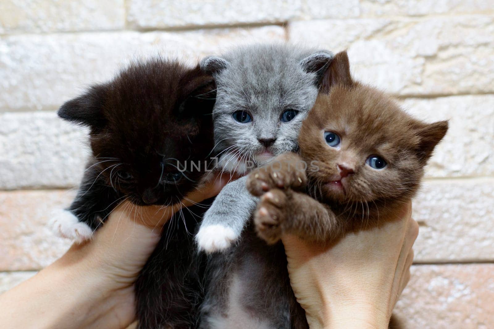A bouquet of three Scottish kittens in the hands, the theme of domestic cats and kittens