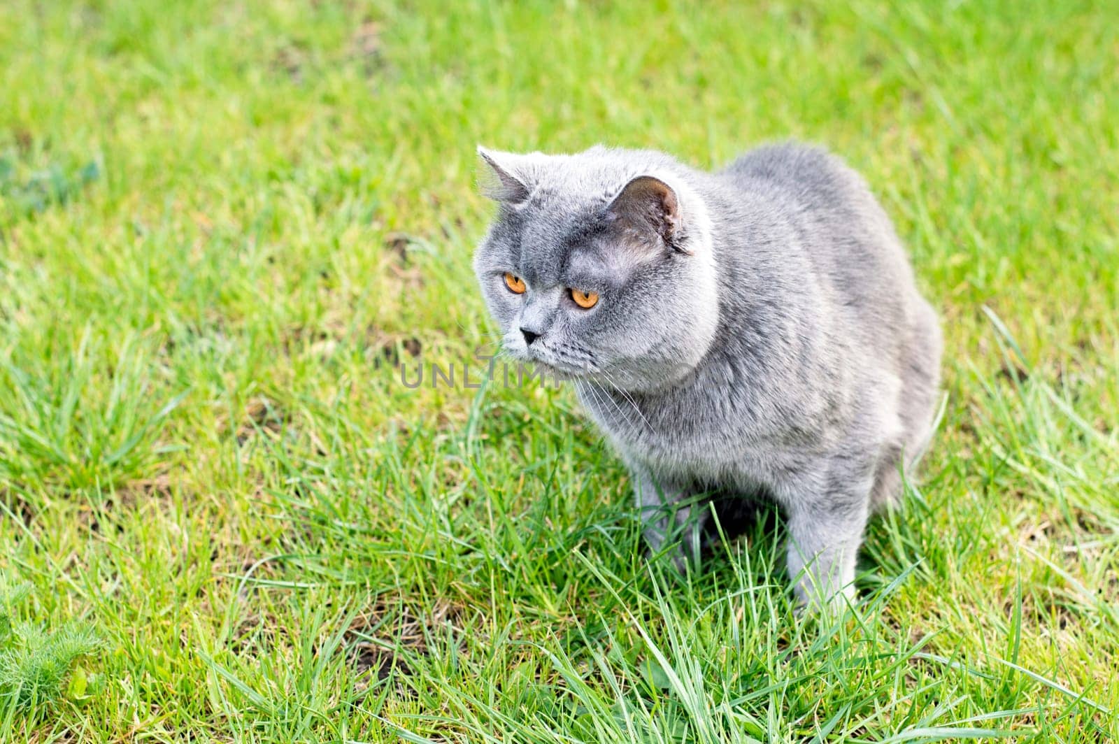 A Scottish cat on a green meadow, the theme of domestic cats