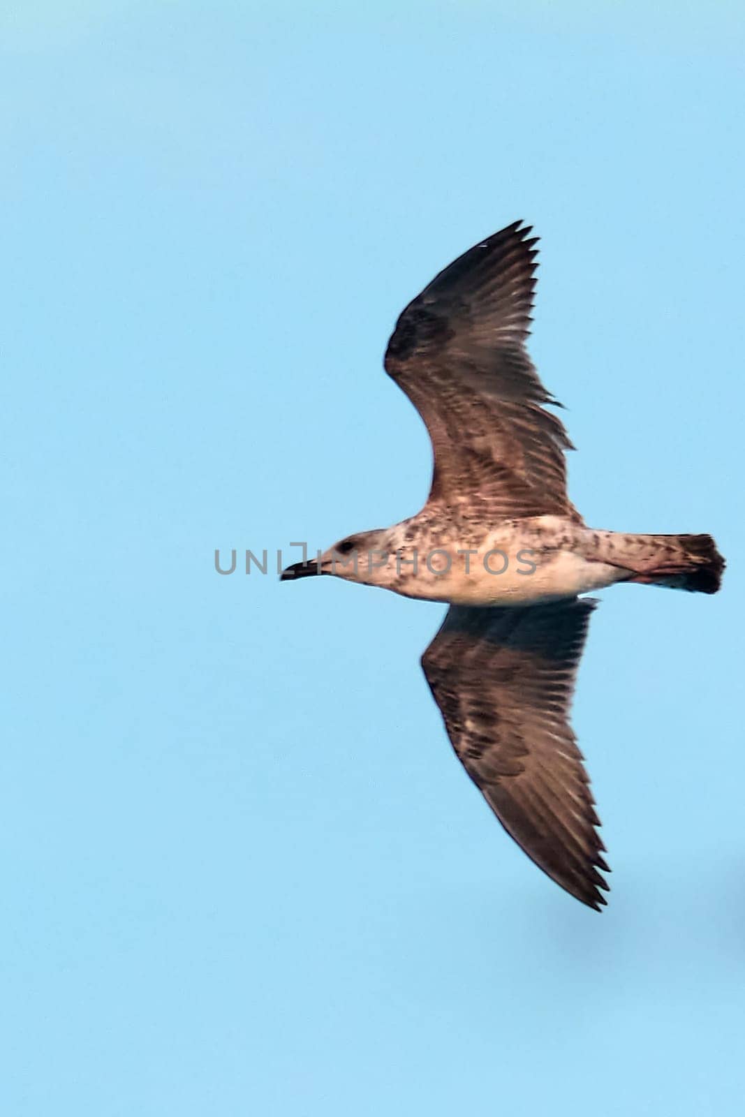 A young seagull soars through the blue sky with wings fully extended, embodying freedom and grace. Concept: freedom, nature, wildlife, bird, flight.
