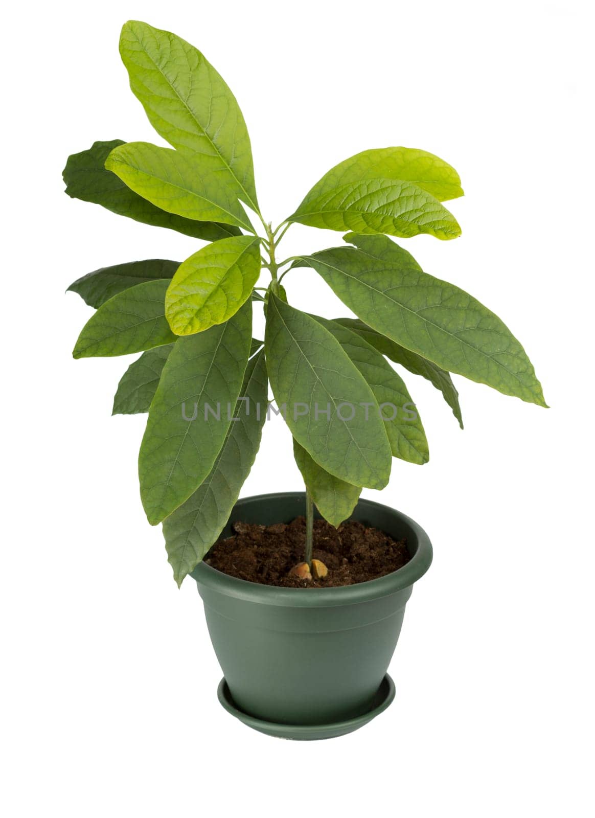 Young avocado plant in a pot isolated on white