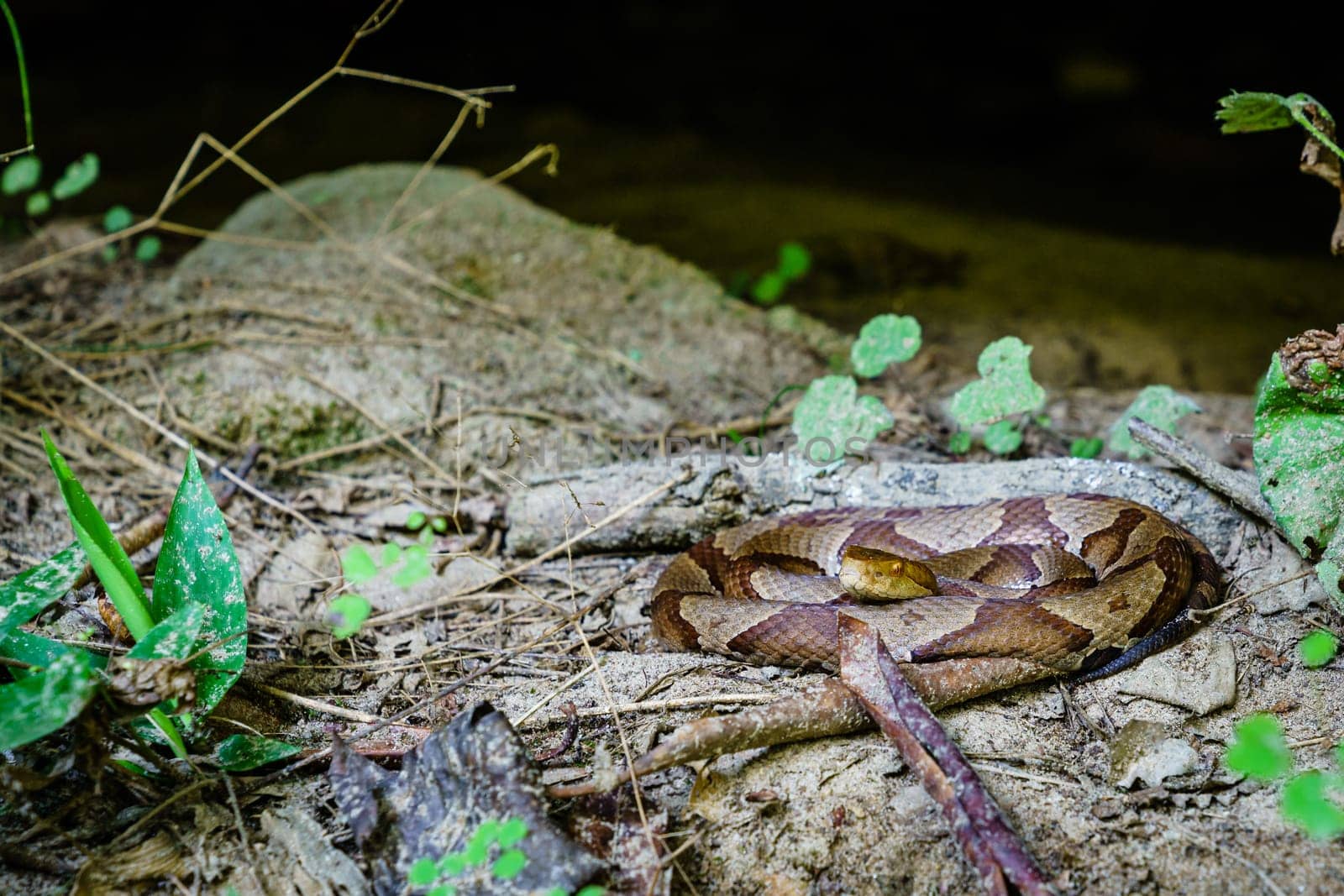 Close-up image of a coiled copperhead snake in Southern Kentucky