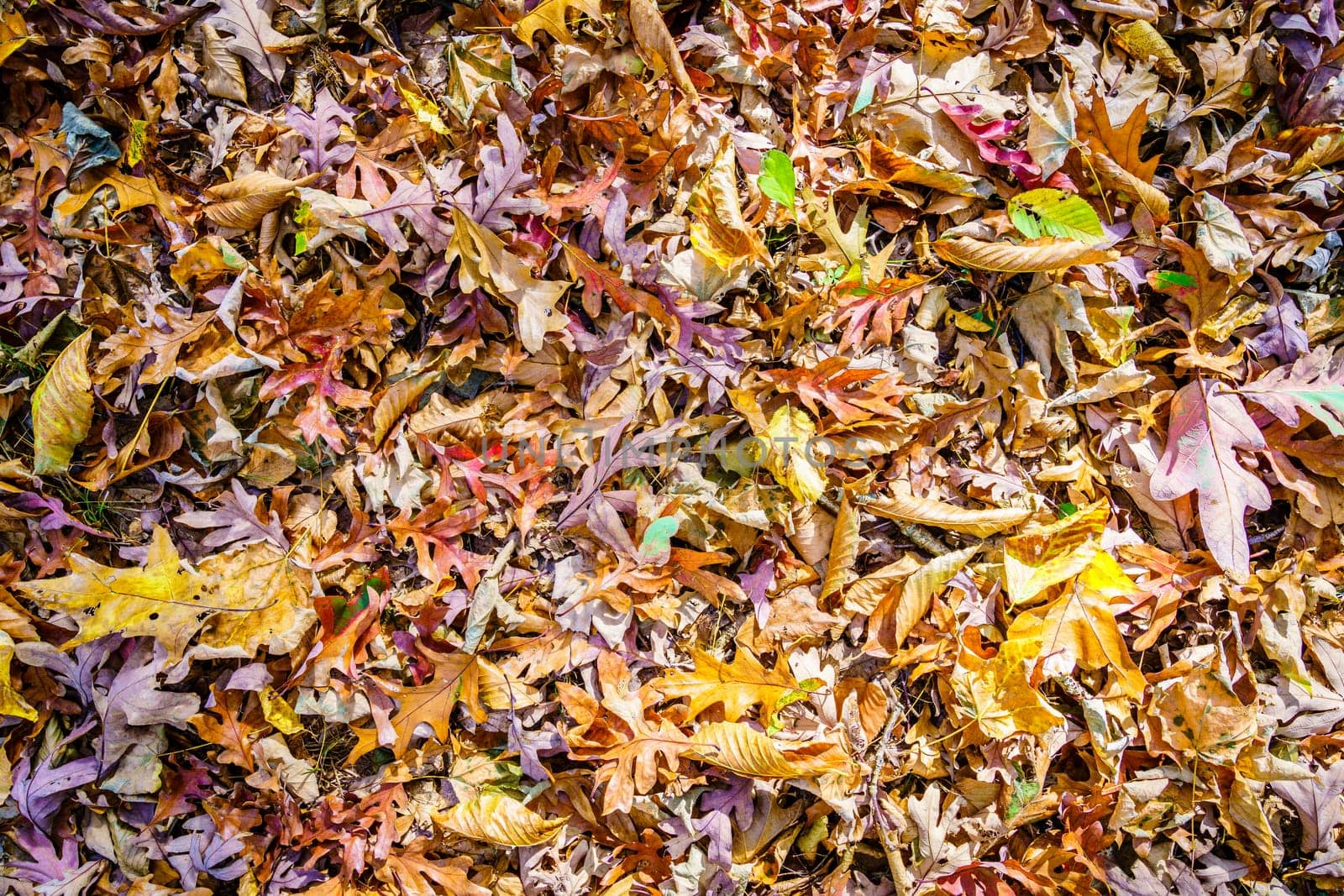 Close-up image of fallen leaves on the ground