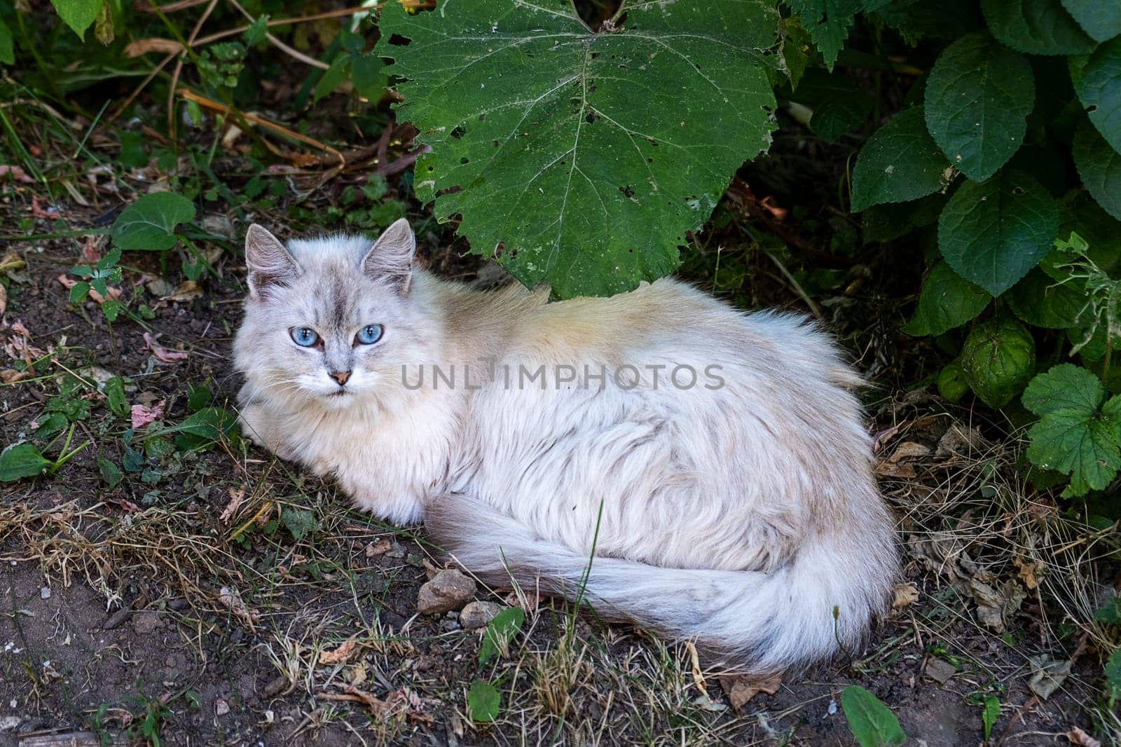 Adorable gray cat with blue eyes against green foliage in the countryside. Selective focus.