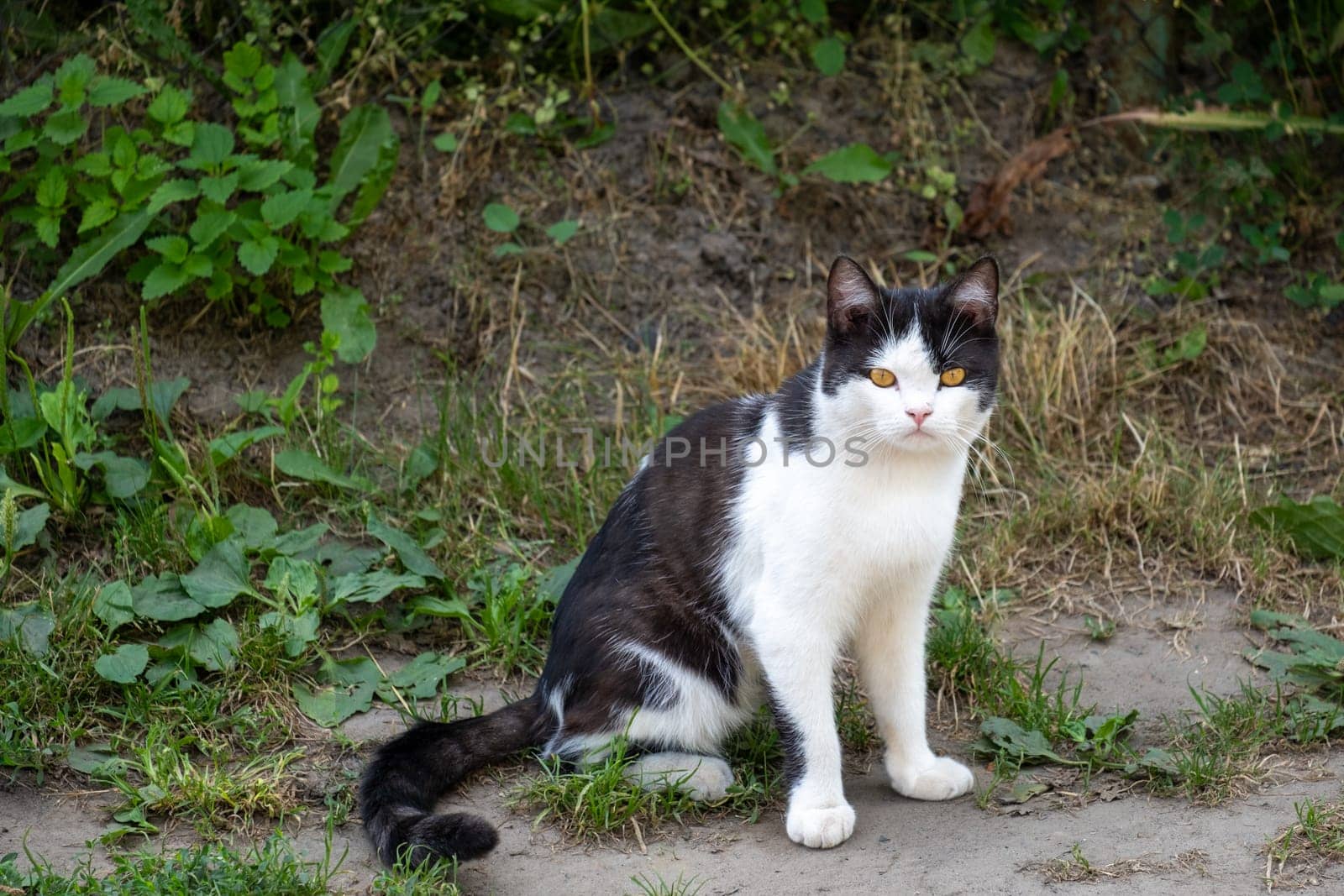 Sitting black and white cat surrounded by greenery and bushes in the countryside. Selective focus.