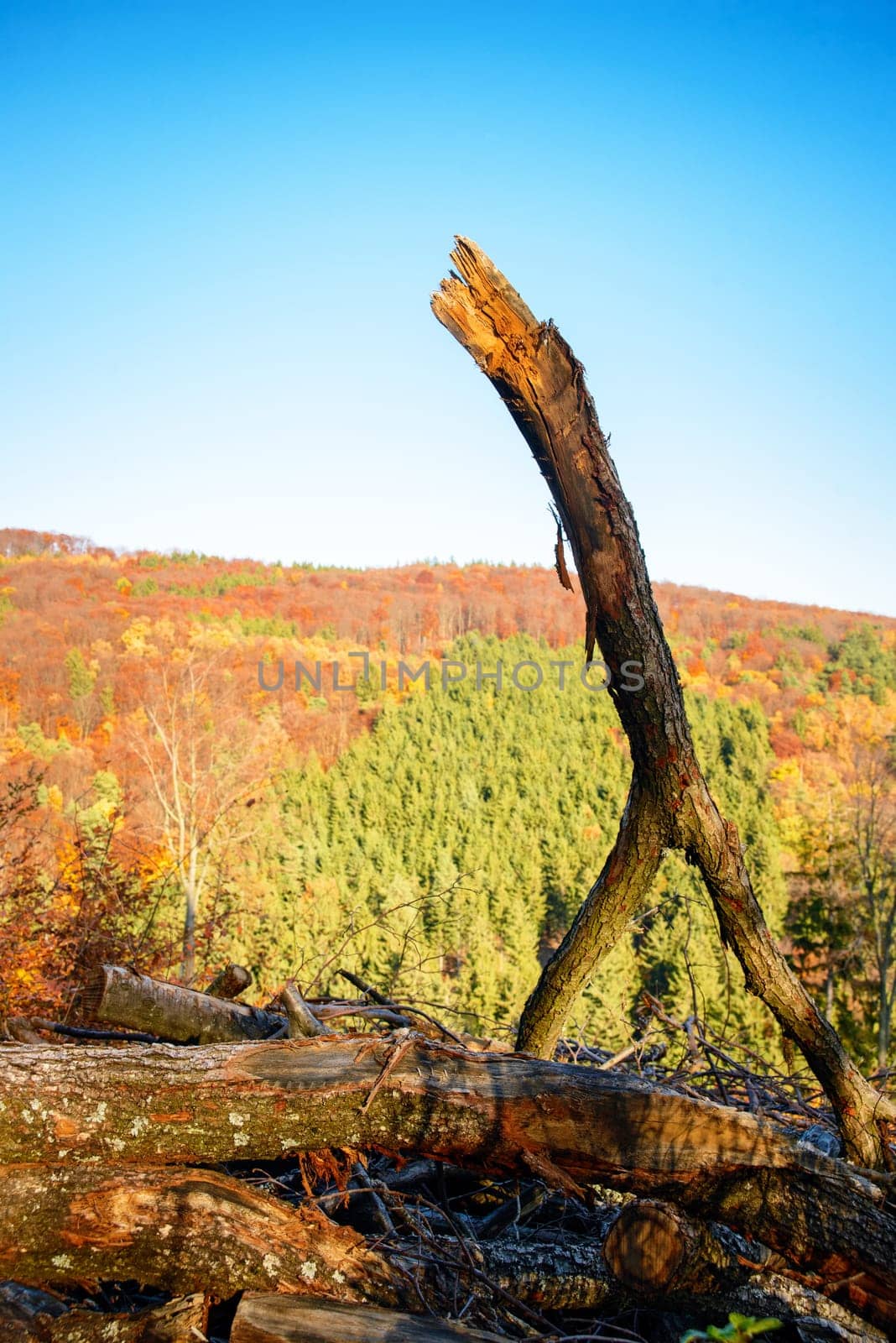 Dead branch in an autumn forest