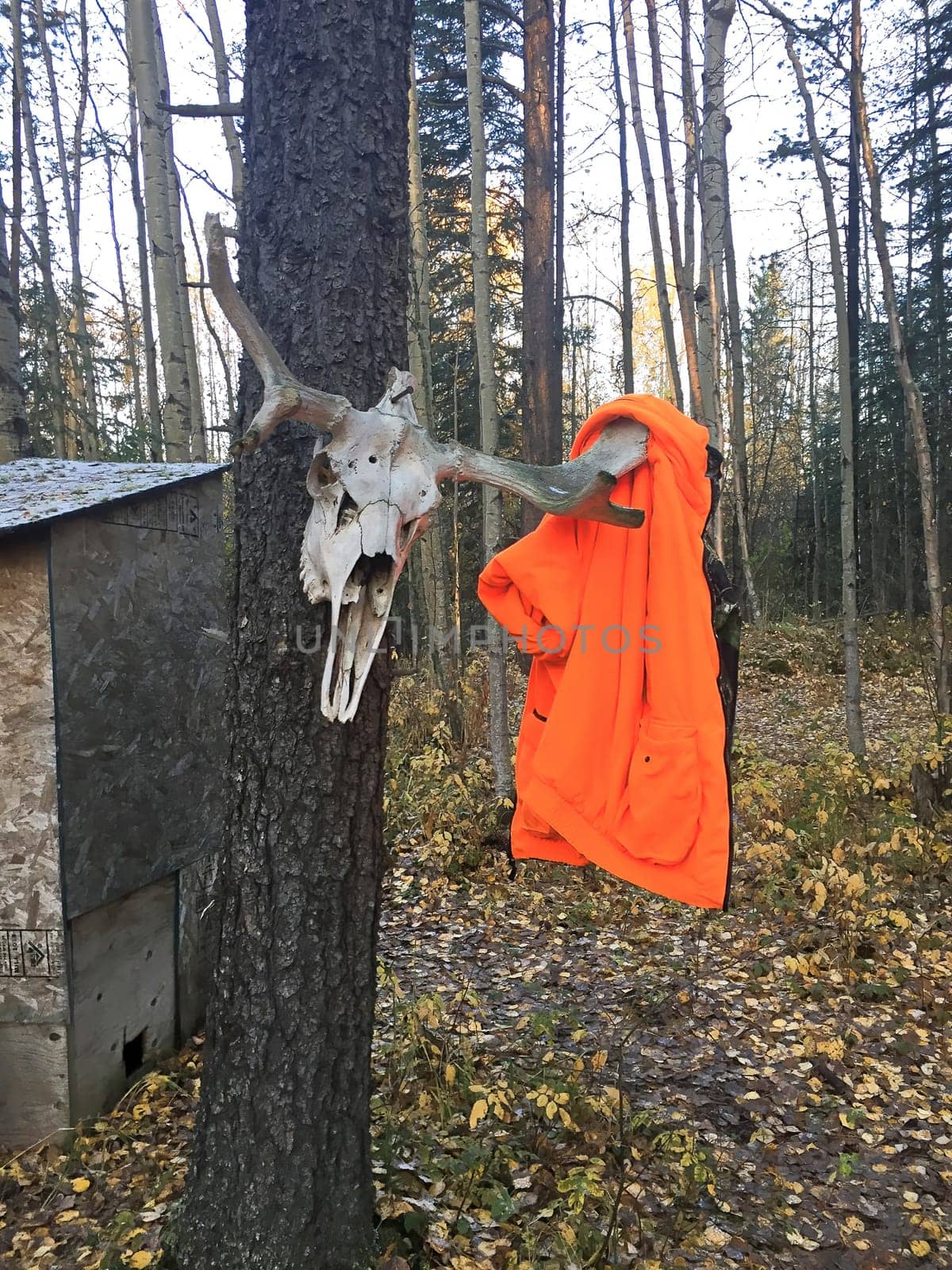 Hanging a jacket on a moose skull outstide an outhouse.