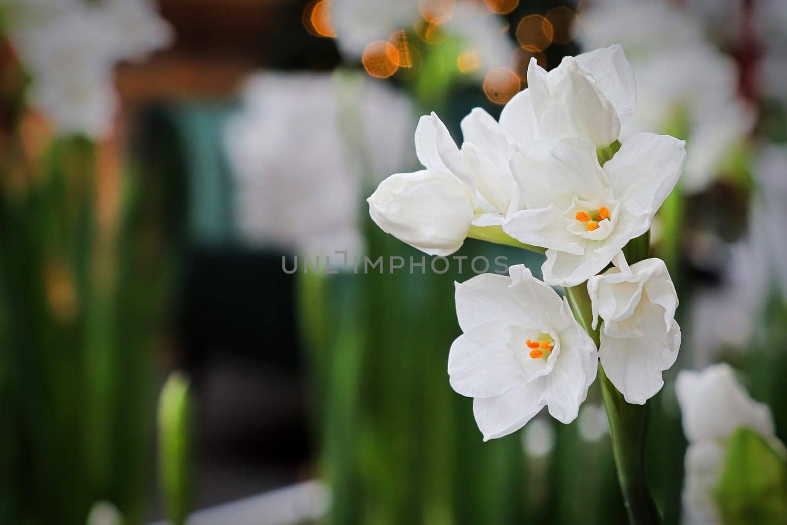 Closeup of paper white narcissus flowers blooming.