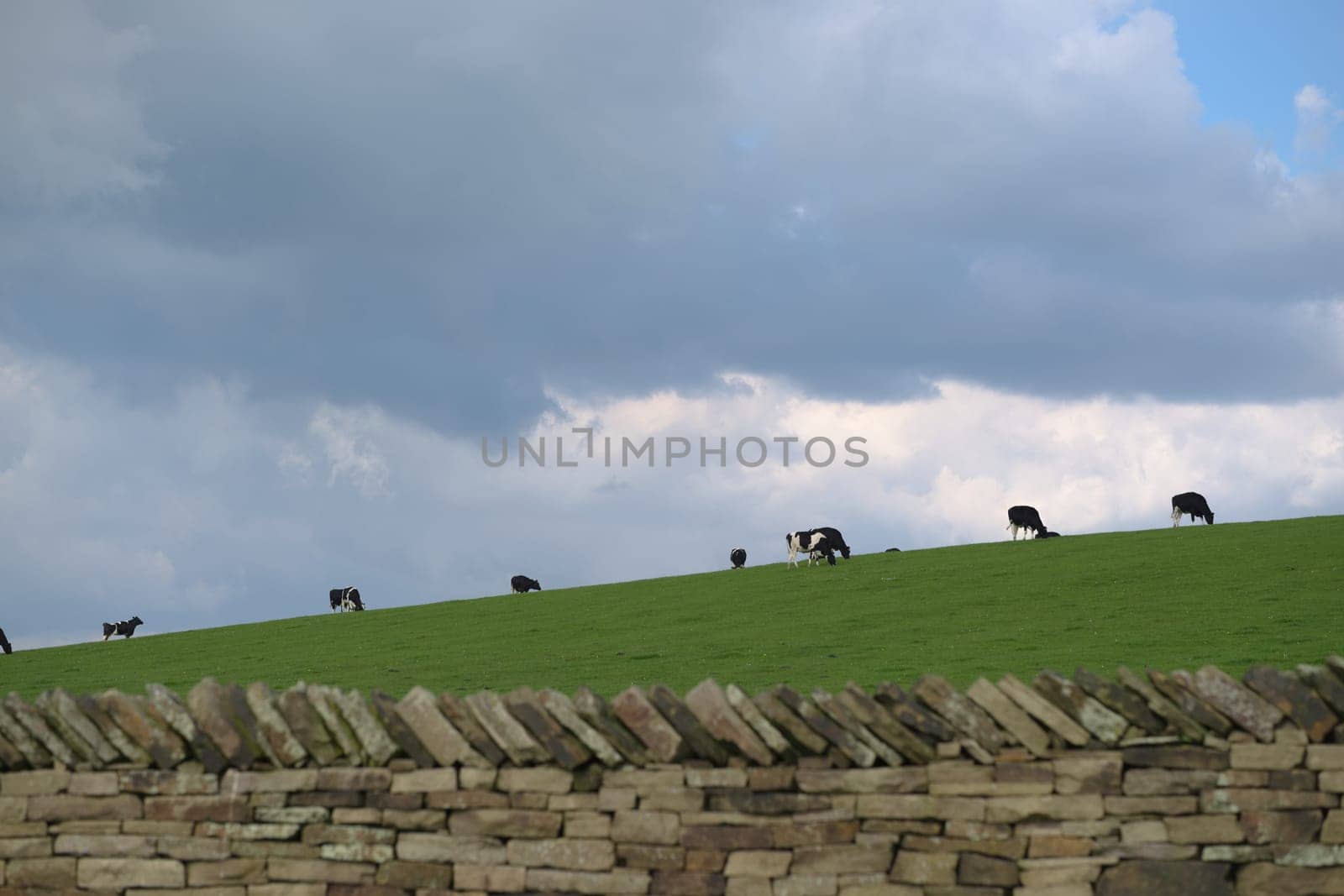 Copy space in center and top, above a herd of grazing Holstein Friesian cattle, cows often bred for dairy use. Vibrant green grass on overcast day