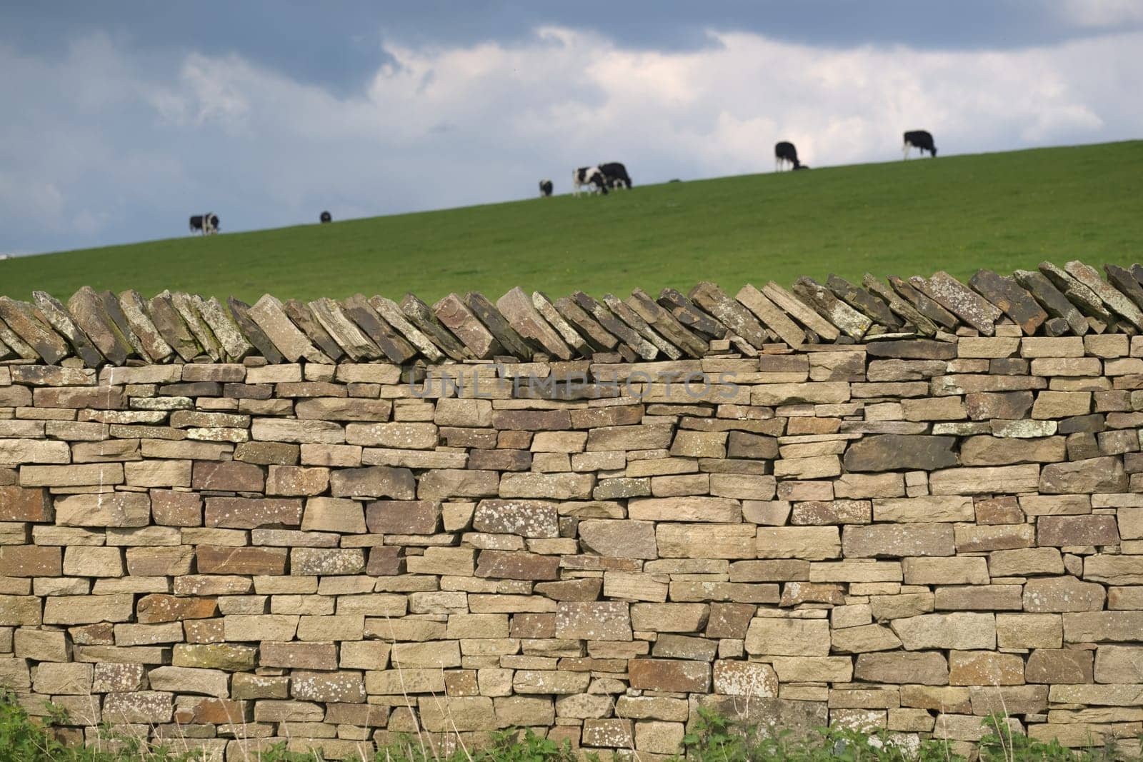 Milk cows graze in the background behind this well structured dry stone wall. Plants and weeds grow at the base of the wall, and the grass is luscious