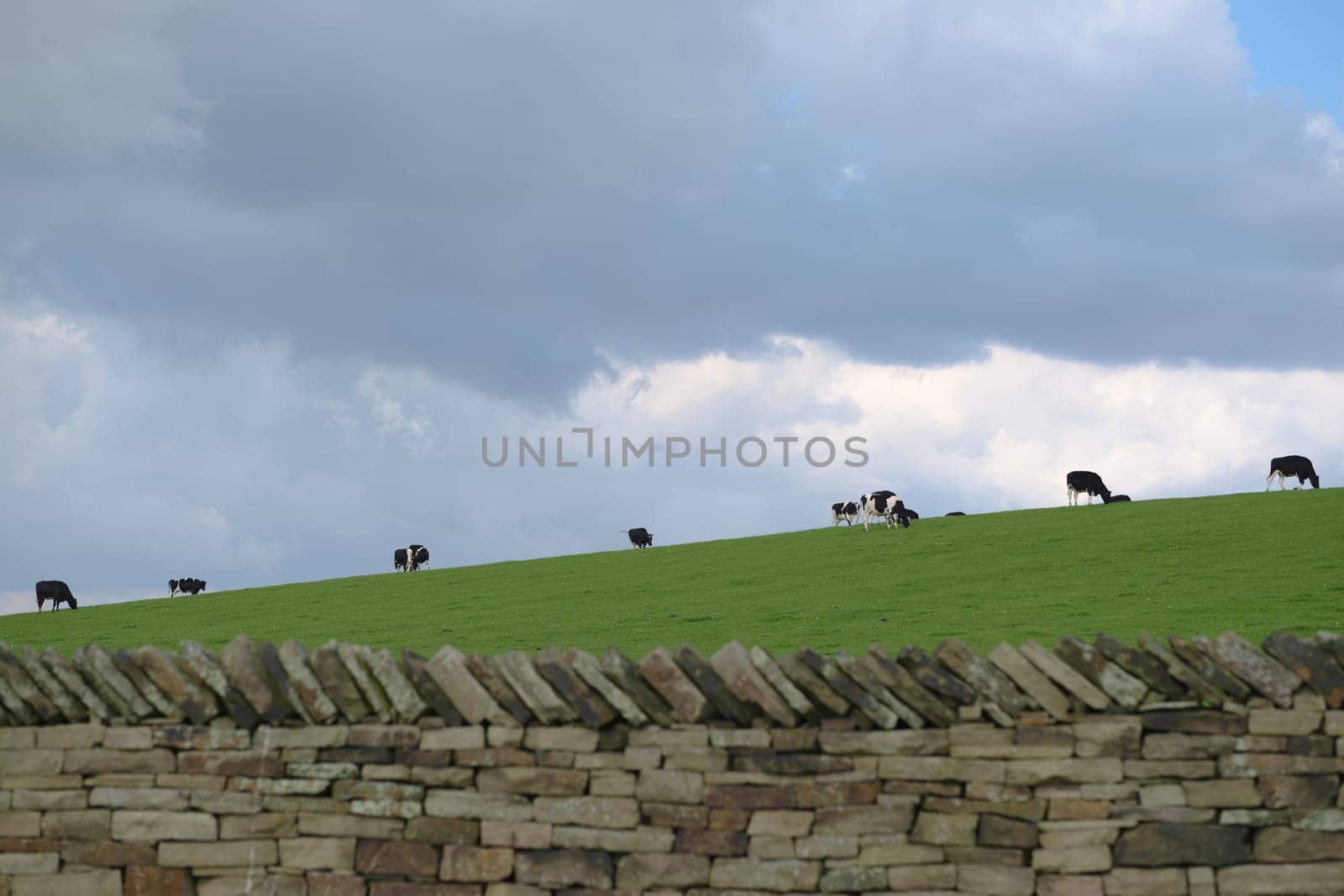 Line of black and white cows, Holstein Friesian cattle, spread out in a line along the horizon of a green grassy hill. They graze peacefully
