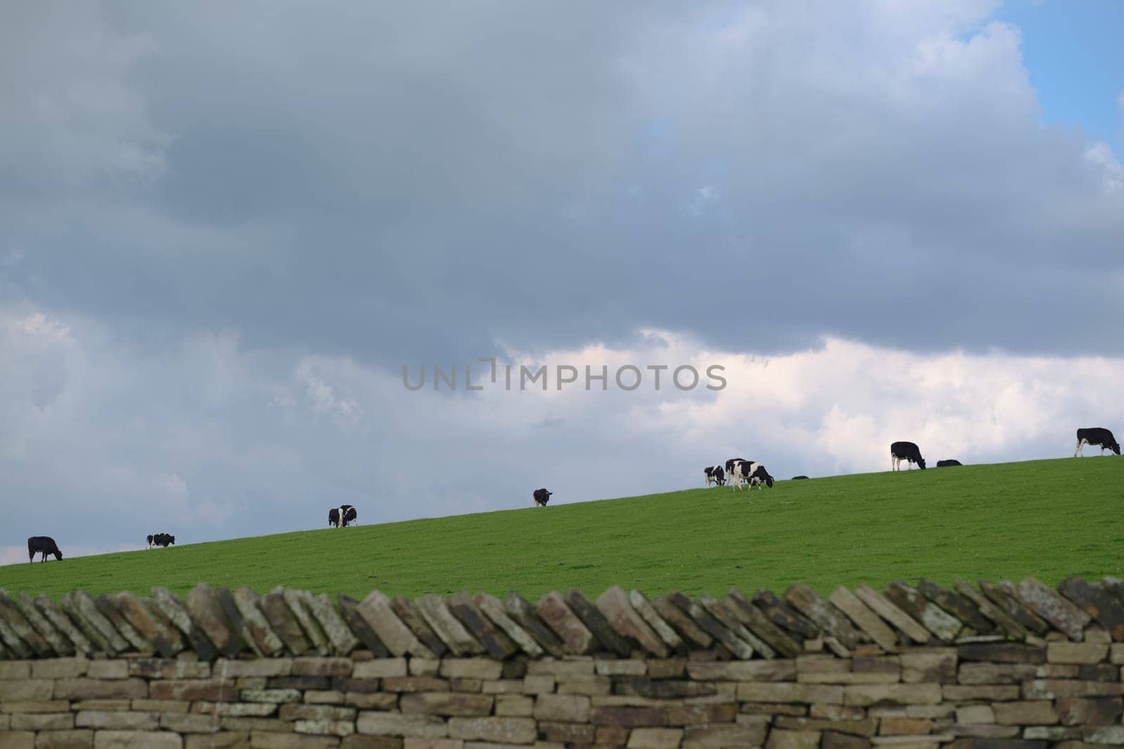 Rural agricultural scene of black and white cows grazing along the horizon of a grassy hill. Dry stone wall in foreground and plenty of copy space.