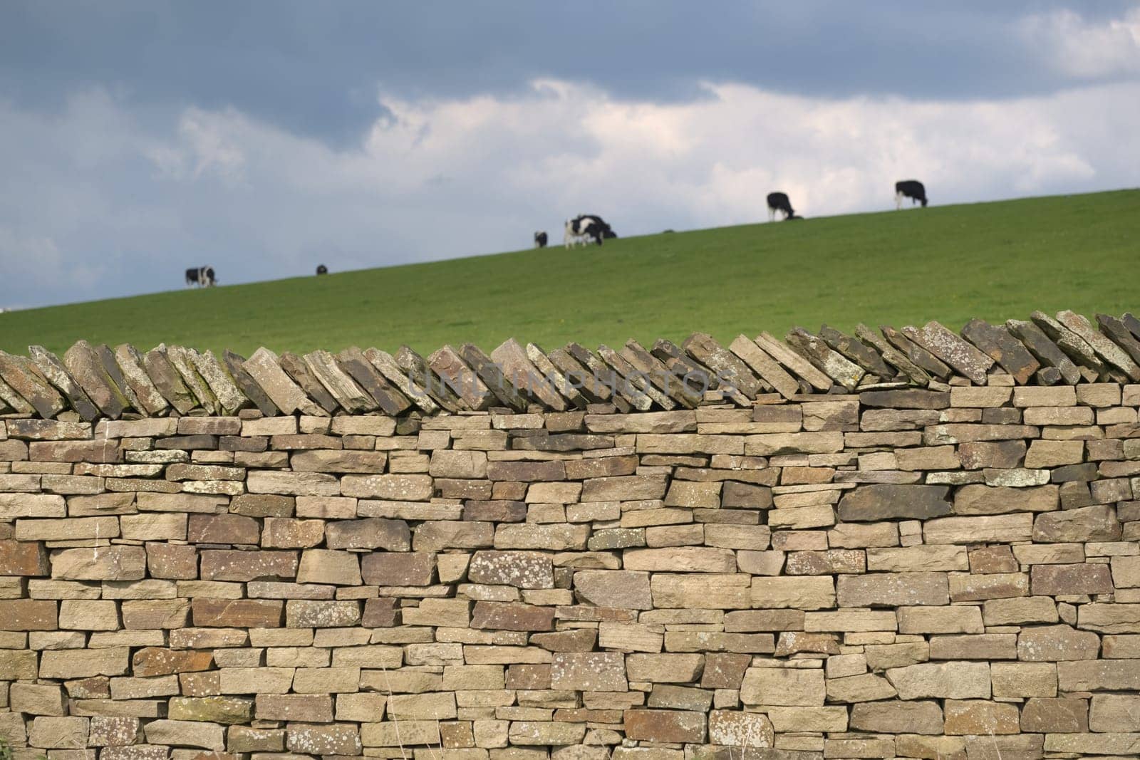 Neat and well made dry stone wall glows in warm sunlight, whilst a group of Holstein Friesian cattle graze grass in the background under dark clouds