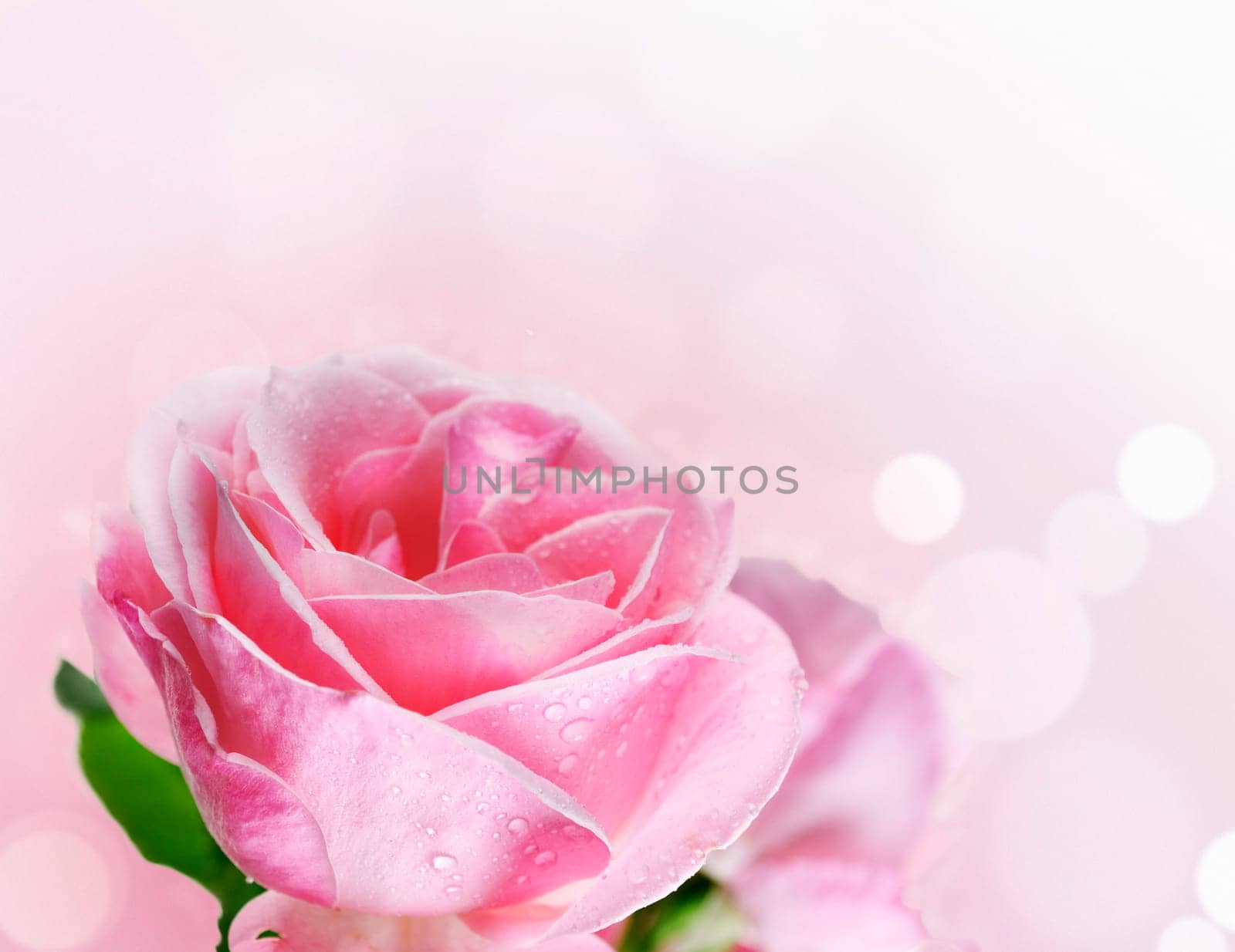 Close up of beautiful pink rose