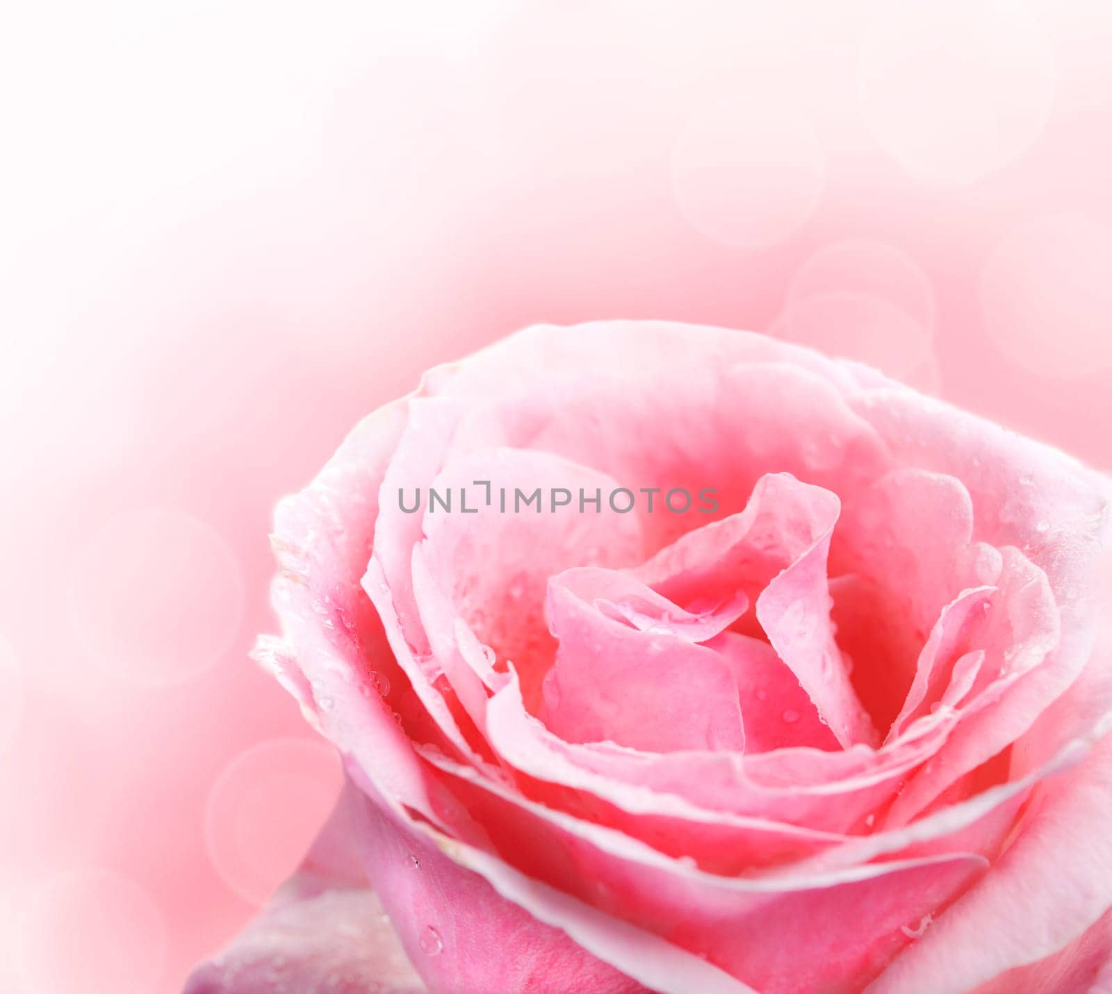 Close up of beautiful pink rose