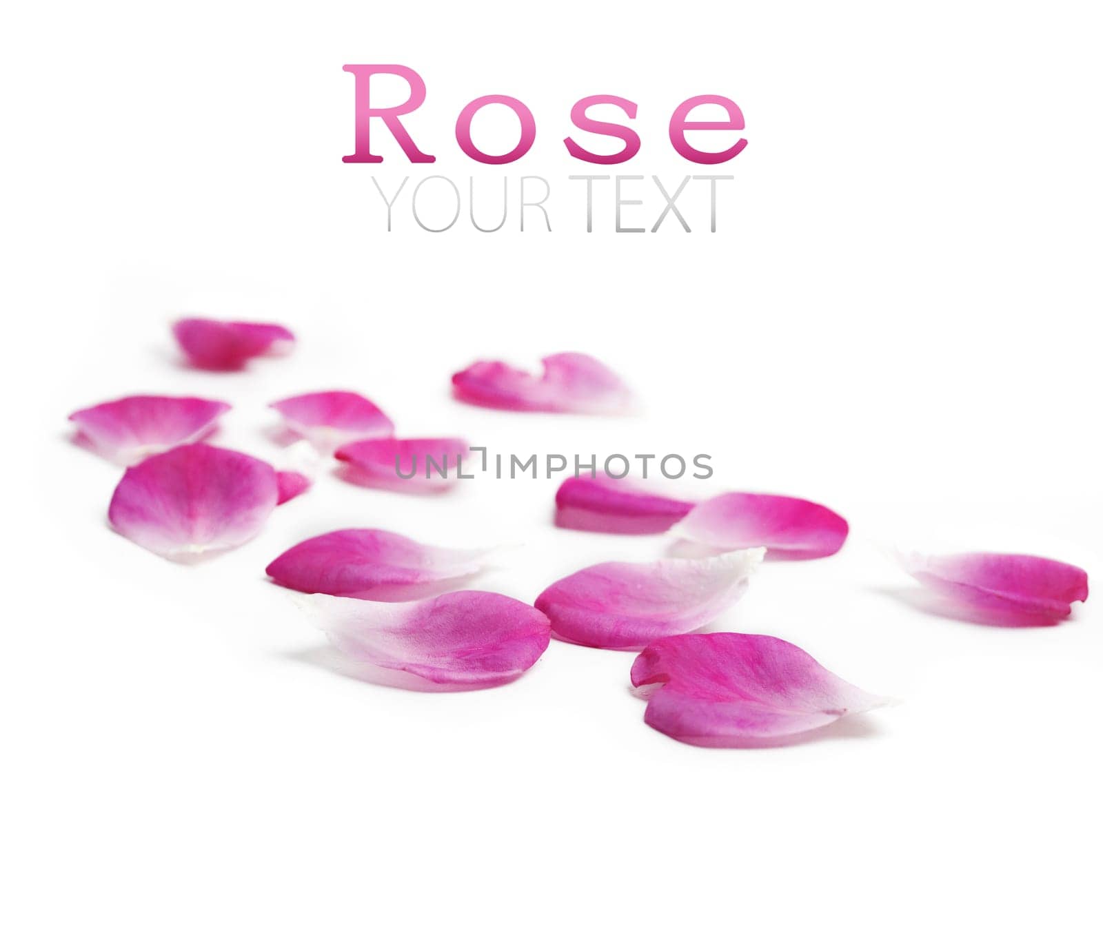 Pink rose petals over white background
