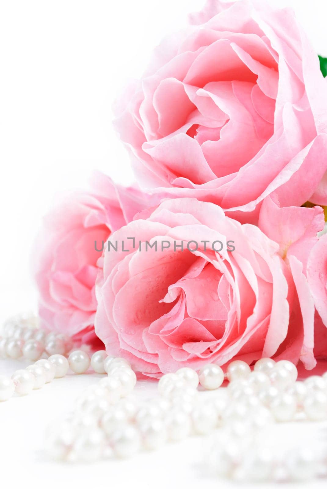 Beautiful pink roses and white pearls