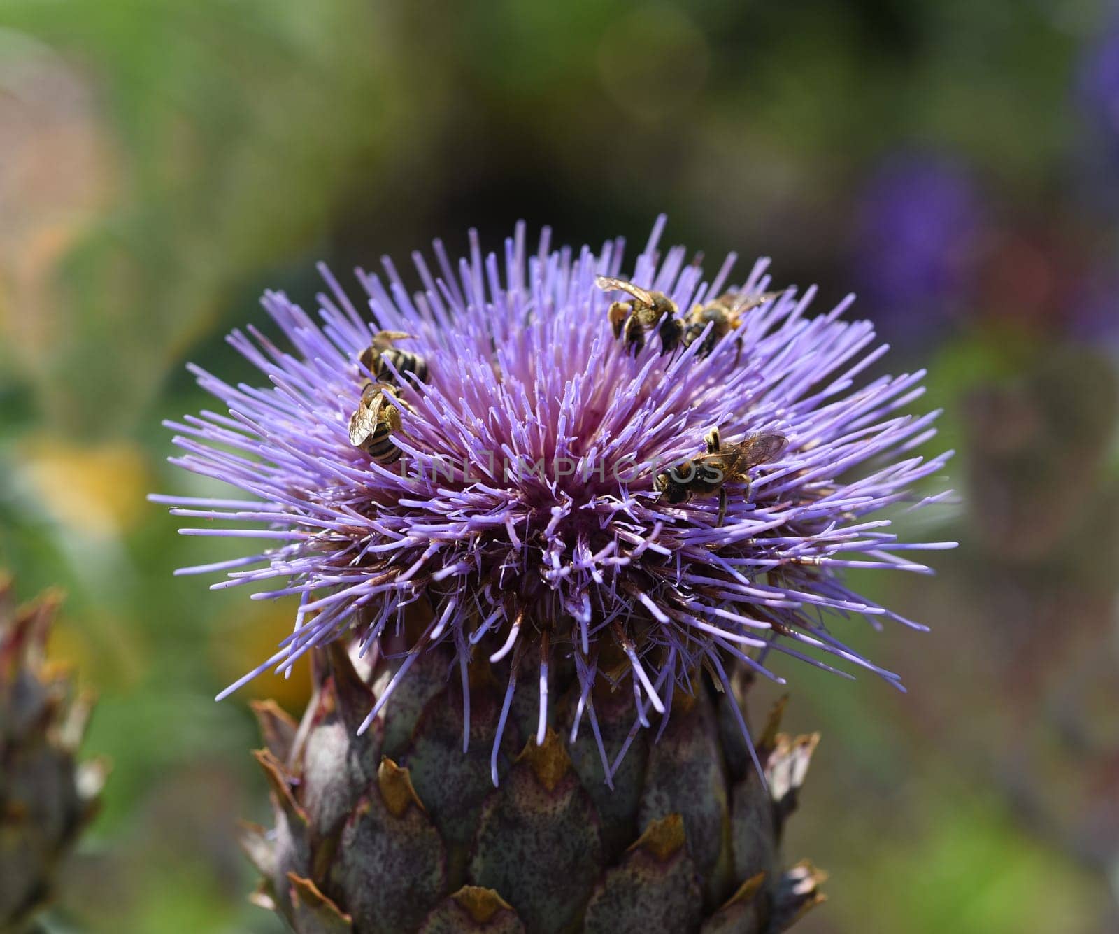 Artichoke,Cynara scolymus is a vegetable and medicinal plant. Artichoke,Cynara scolymus,is a vegetable and medicinal plant.