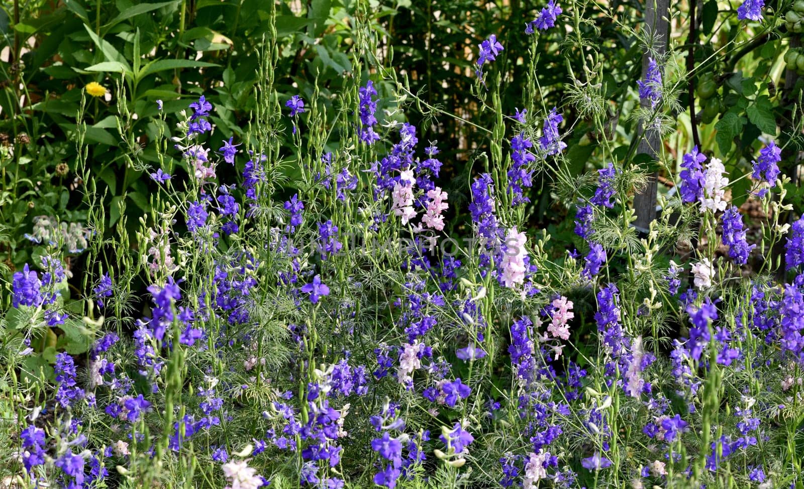 Larkspur,consolida ajacis is a wild and medicinal plant with blue flowers. Barnacle spur,consolida ajacis is a wild and medicinal plant with blue flowers.