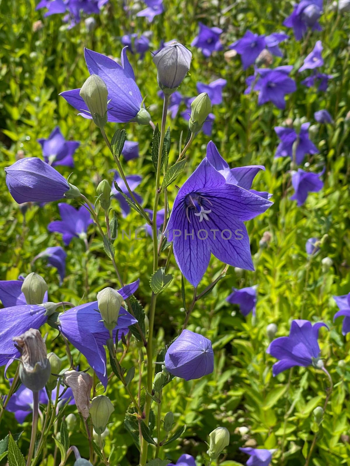 . Balloon flower,Platycodon grandiflorum is an attractive ornamental flower with beautiful blue flowers. Balloon flower,Platycodon grandiflorum is an attractive ornamental flower with beautiful blue flowers.