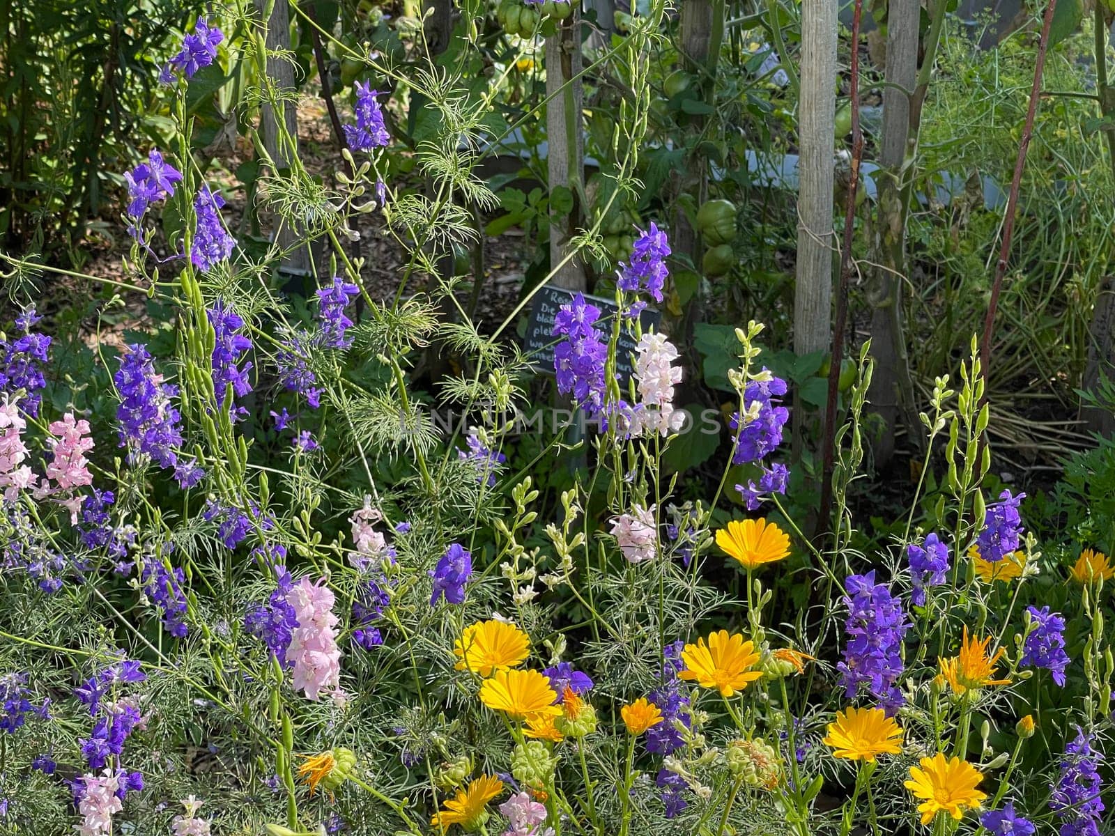 Larkspur,consolida ajacis is a wild and medicinal plant with blue flowers. Barnacle spur,consolida ajacis is a wild and medicinal plant with blue flowers.